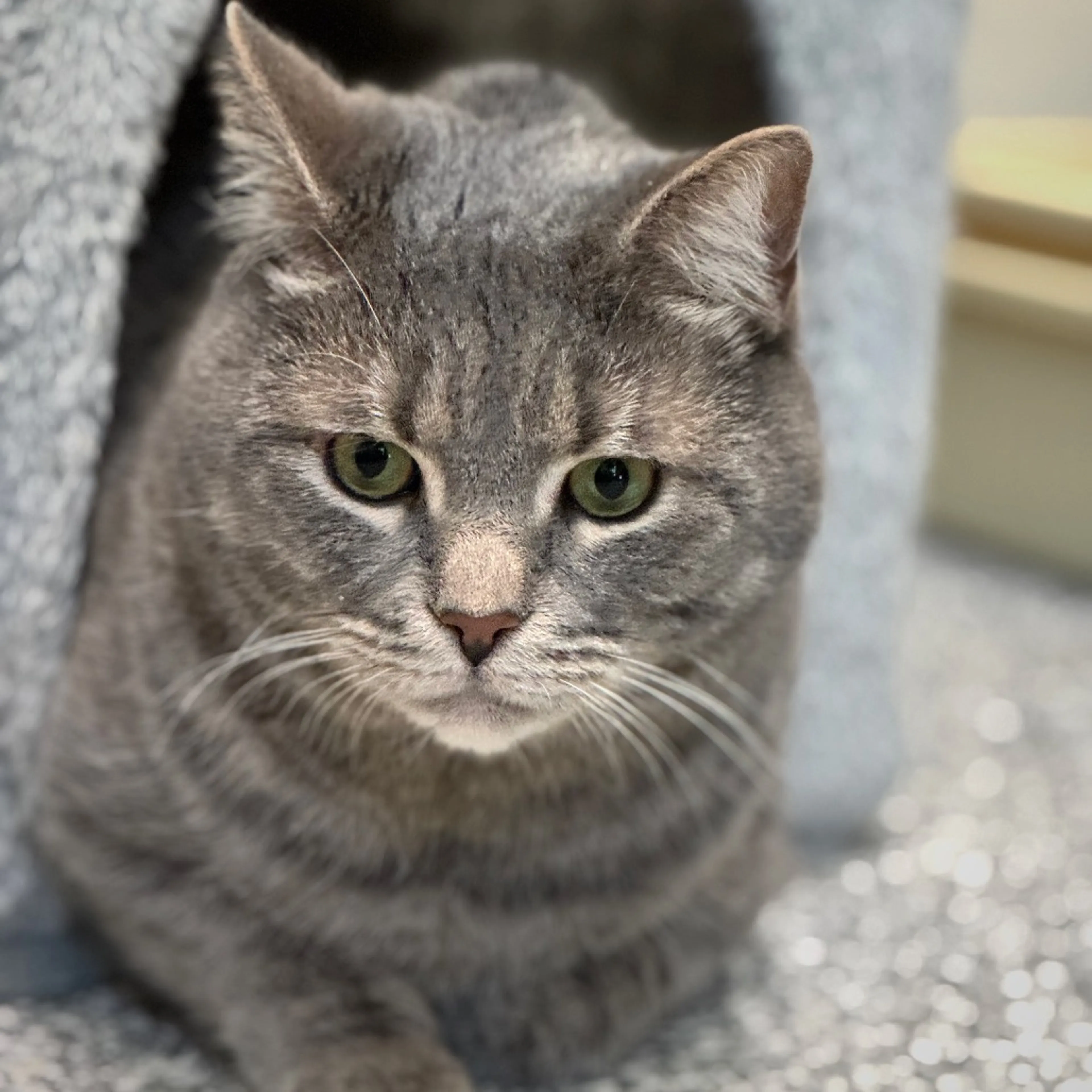 Found pet-1