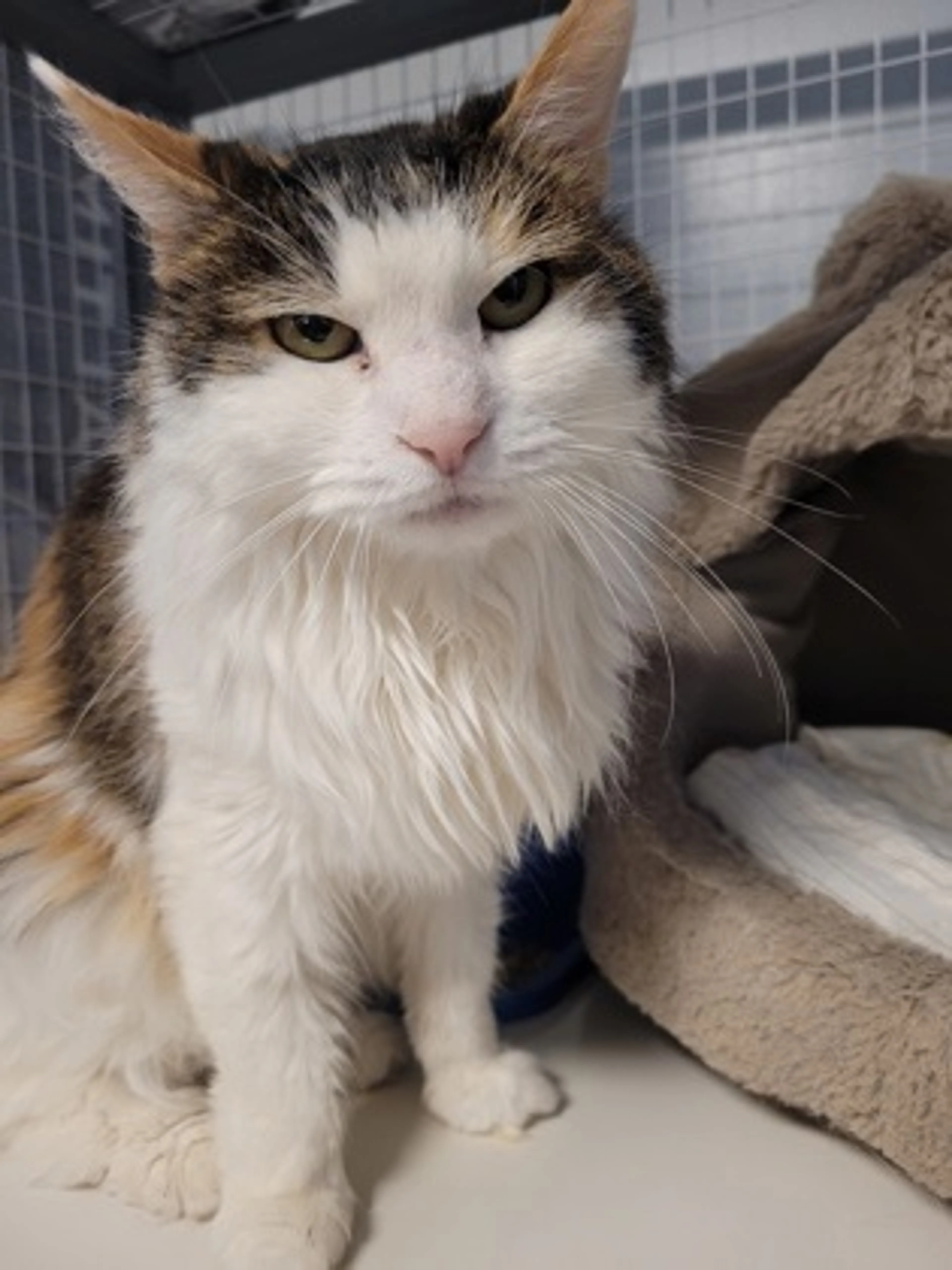 Found pet-1