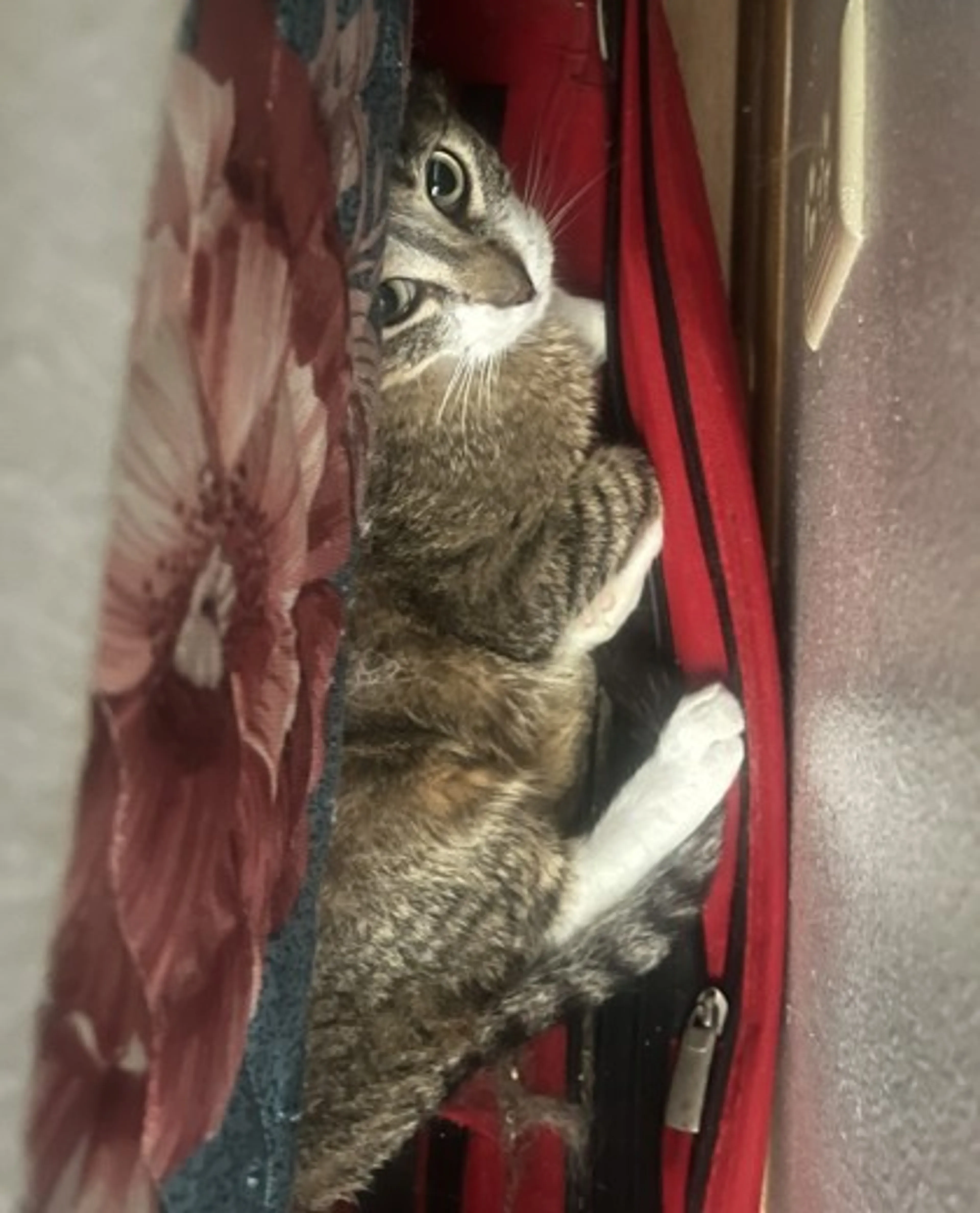 Found pet-2