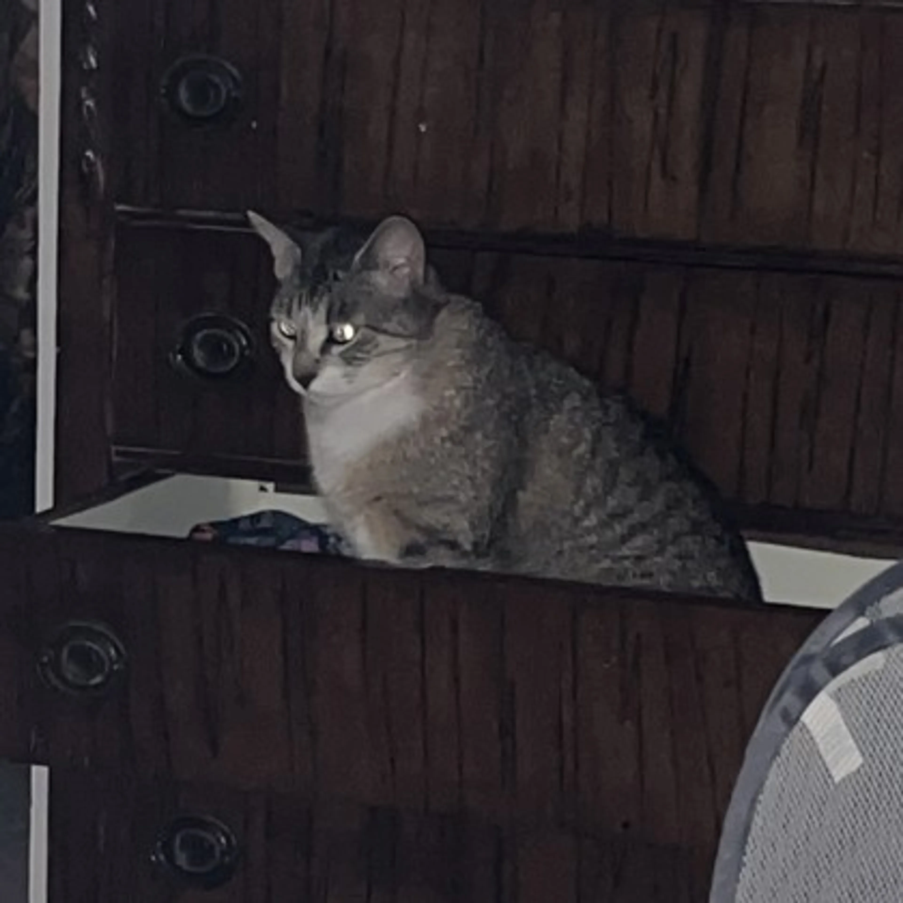 Found pet-1