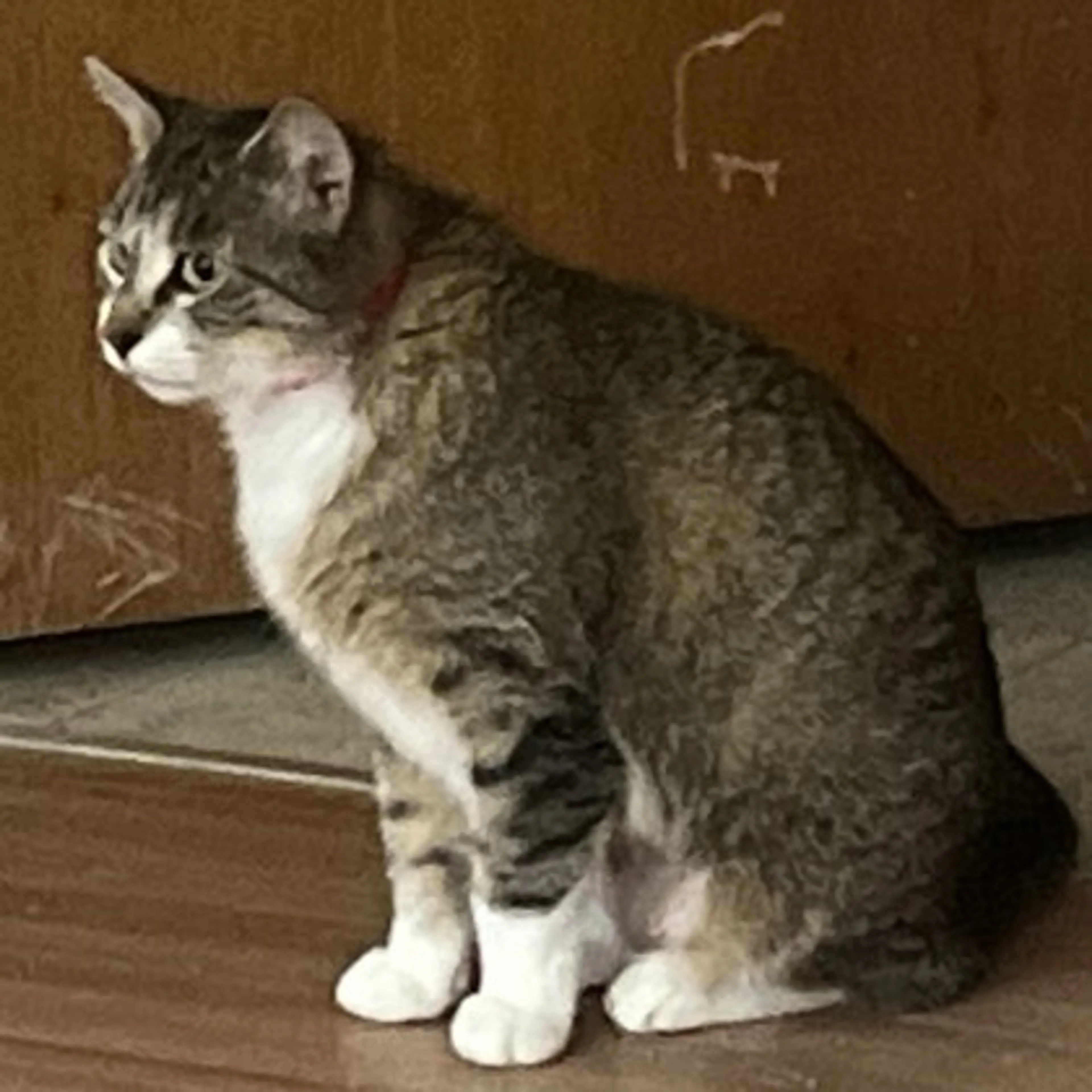 Found pet-0