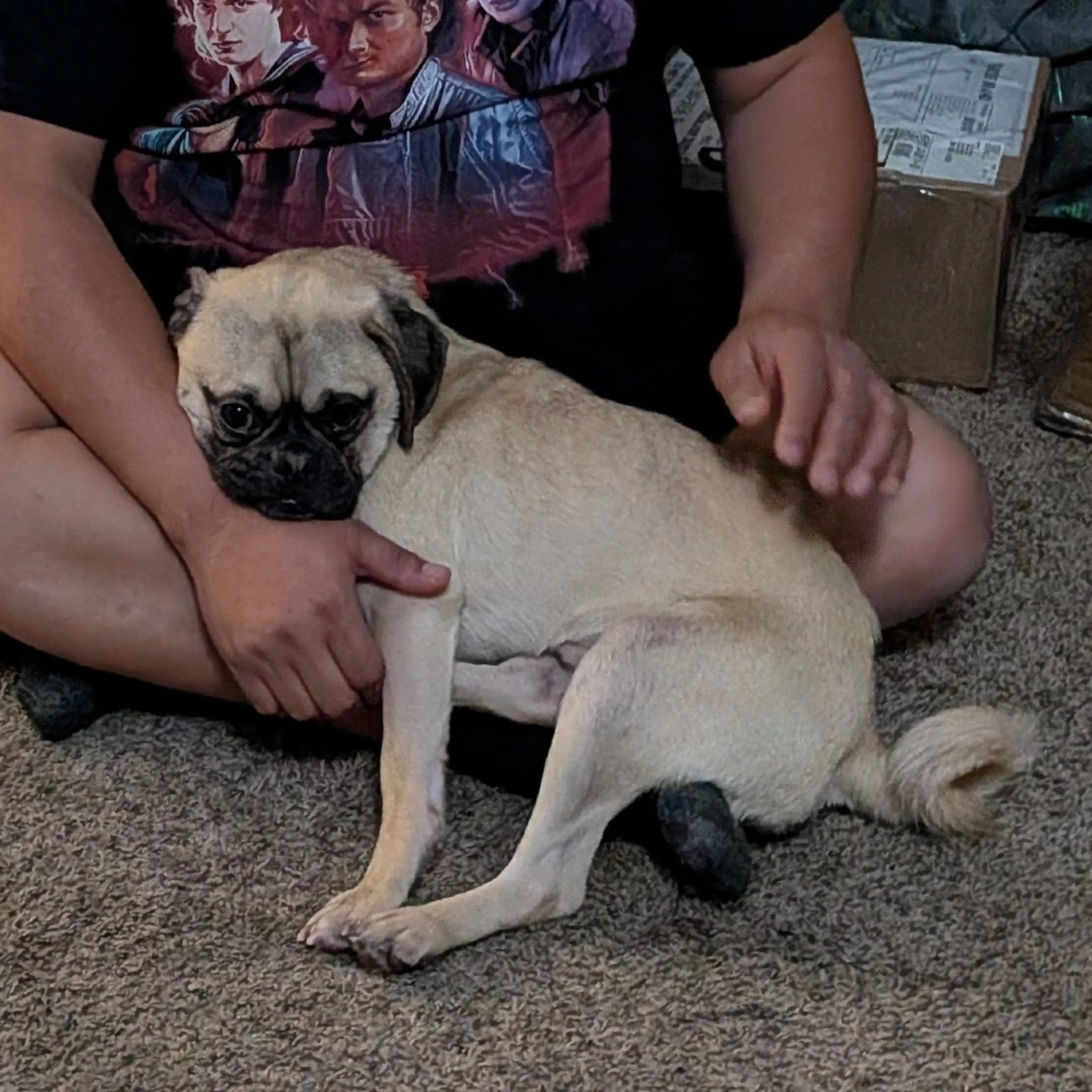 Found pet-2