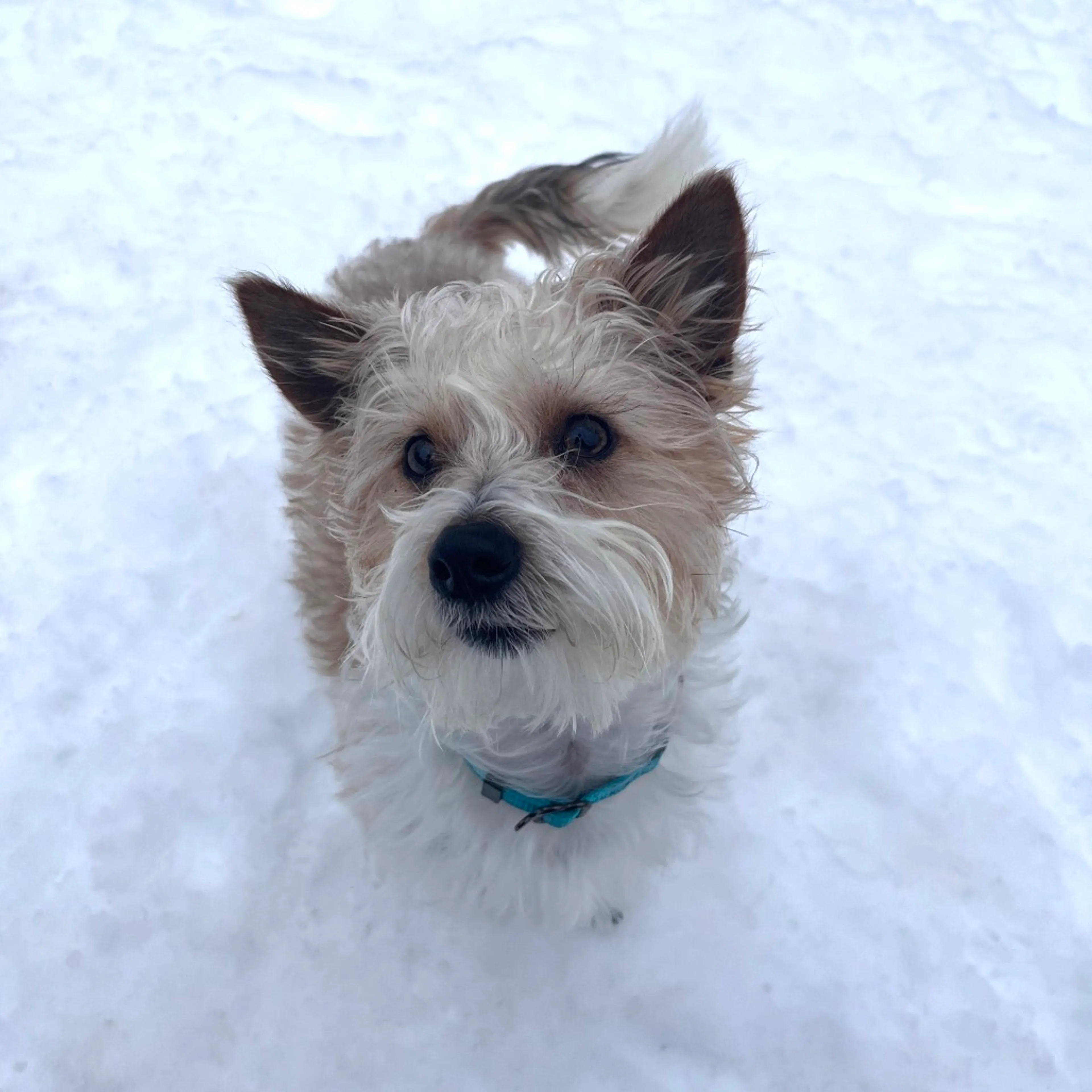 Found pet-2