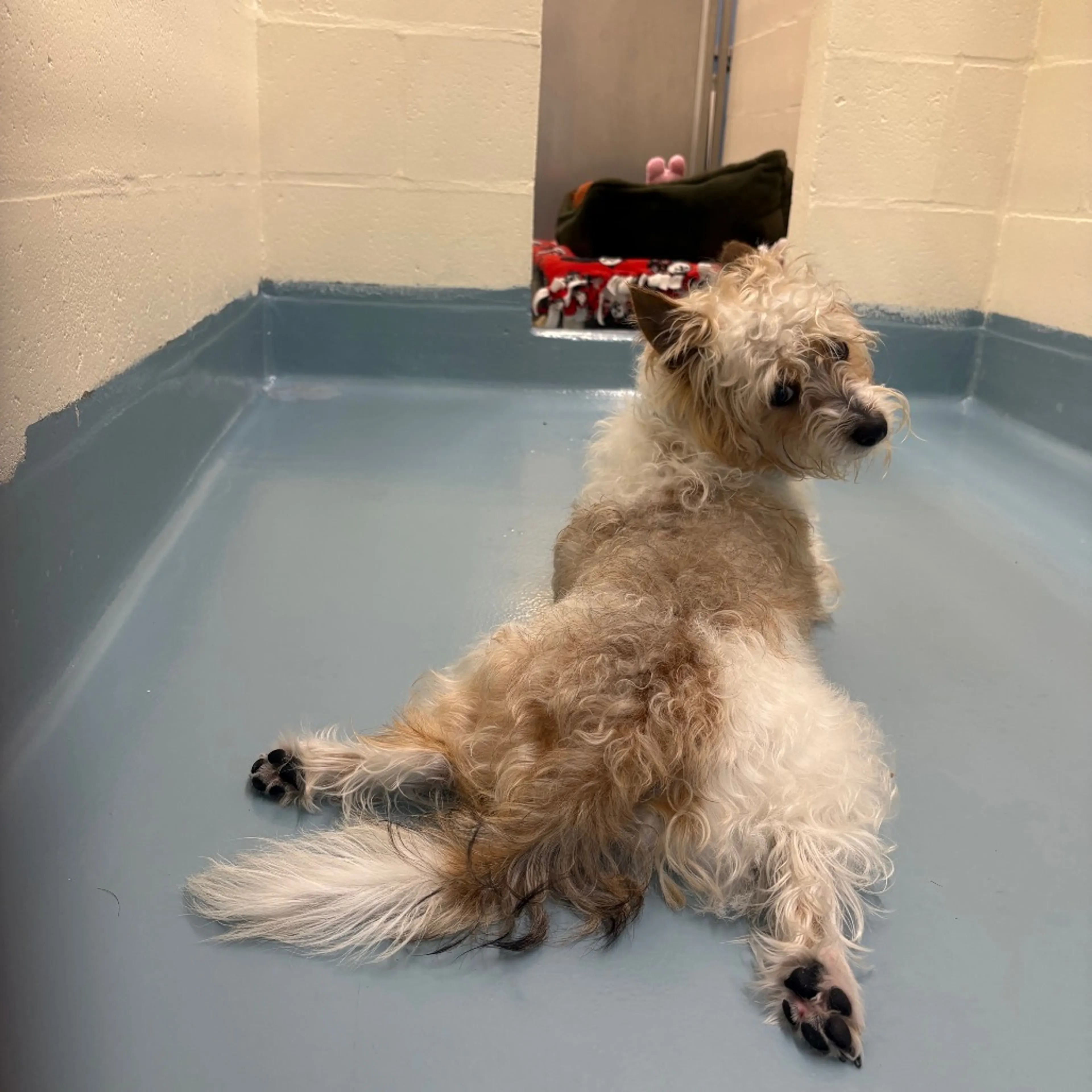 Found pet-3