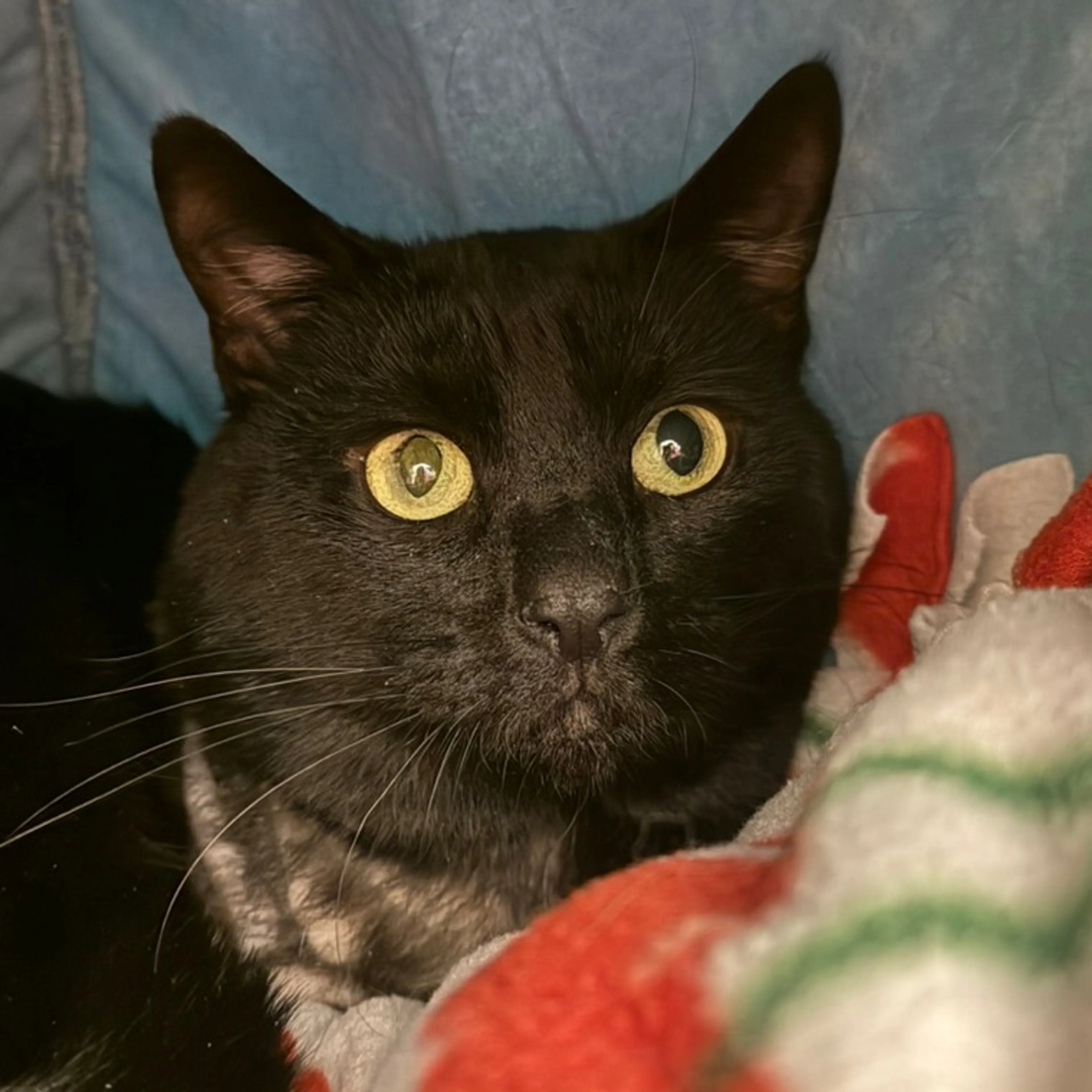 Found pet