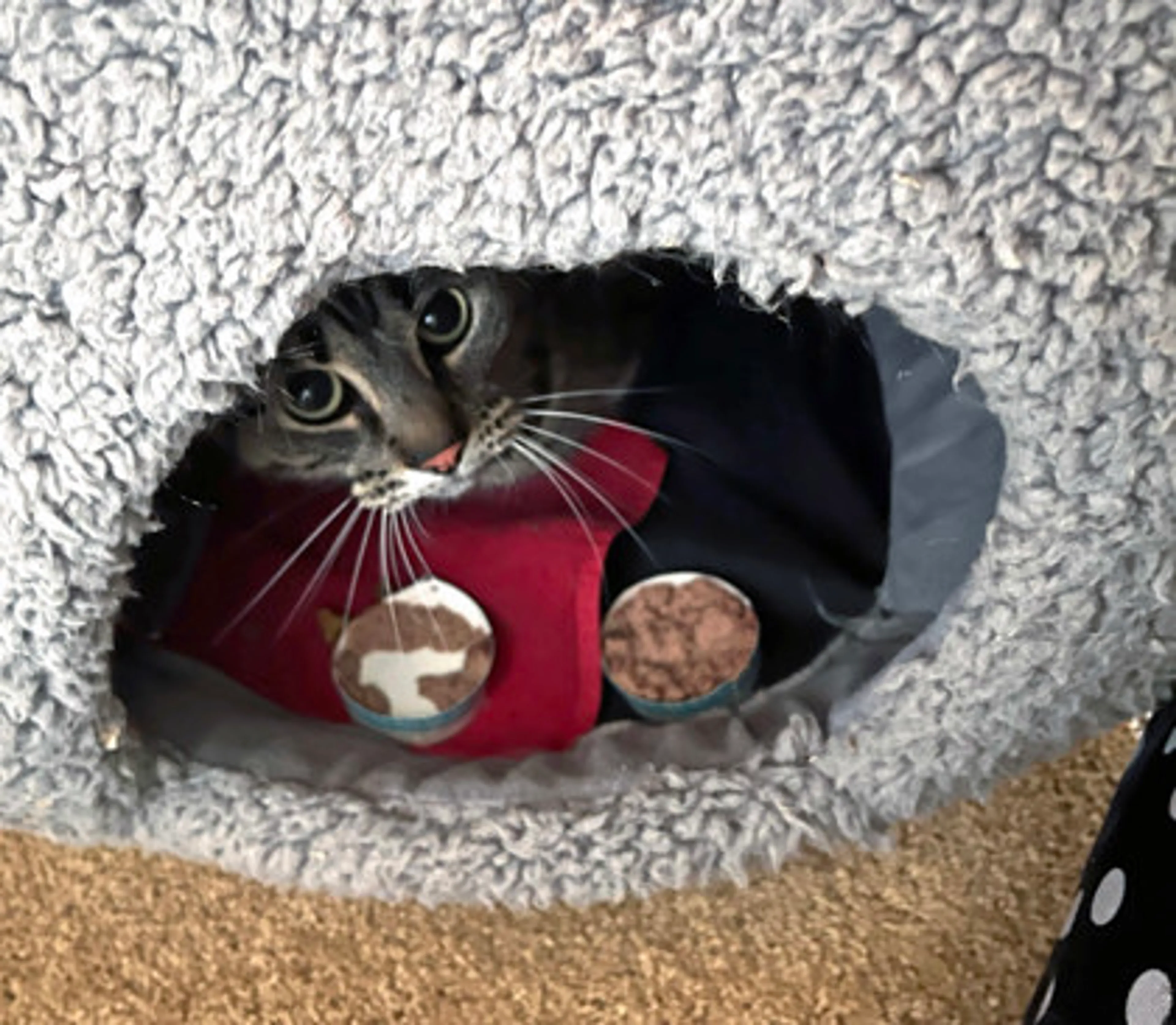 Found pet-2