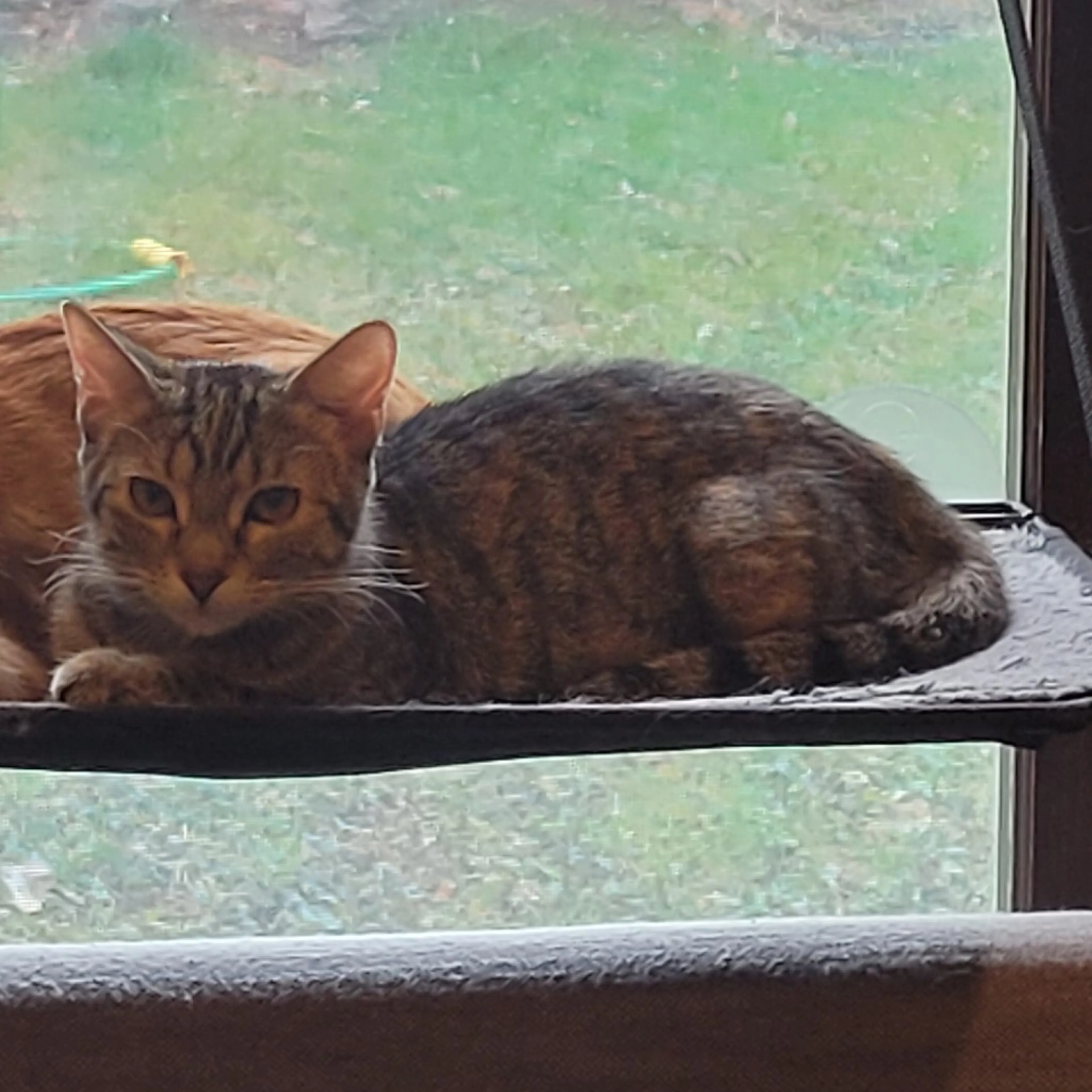 Found pet-2