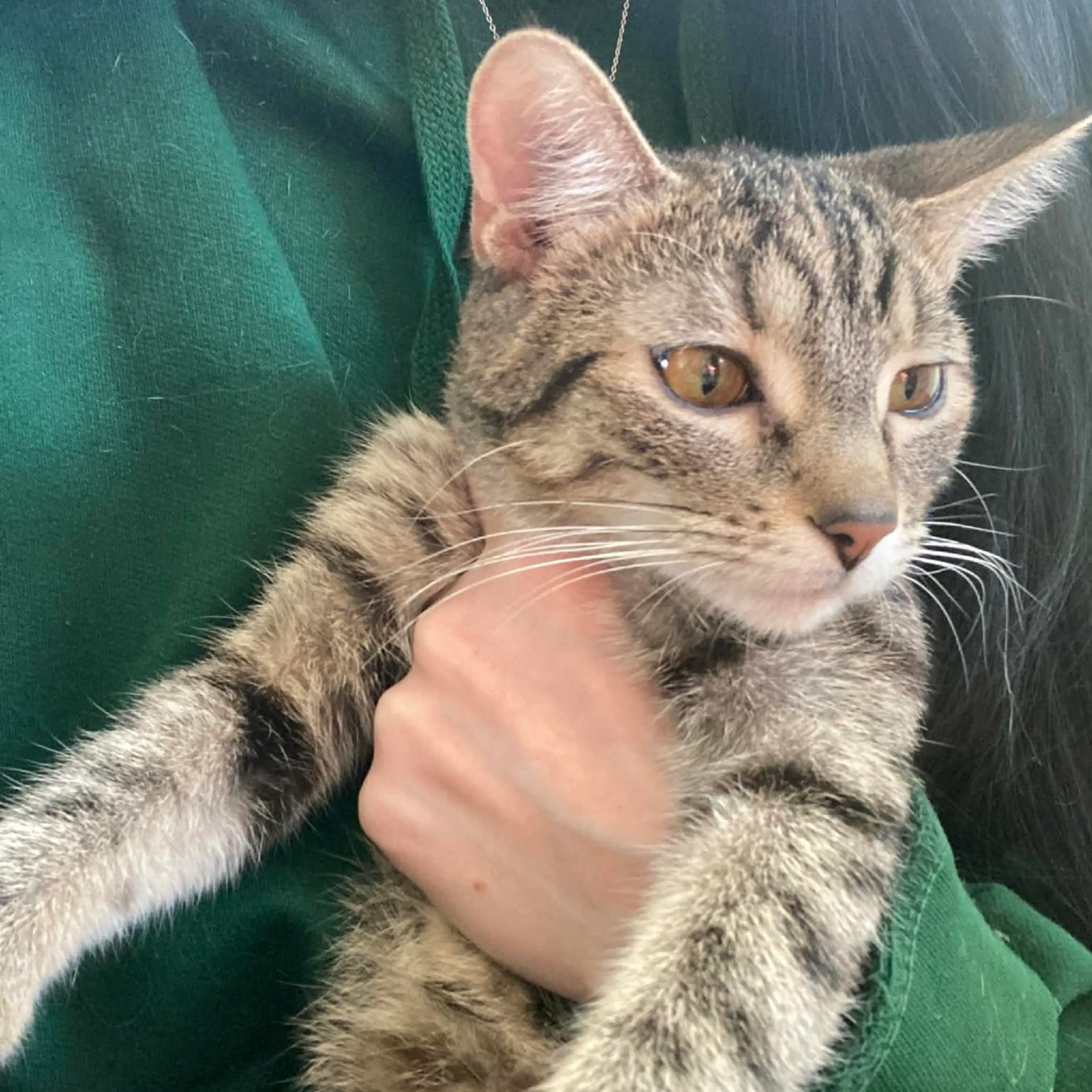Found pet-1