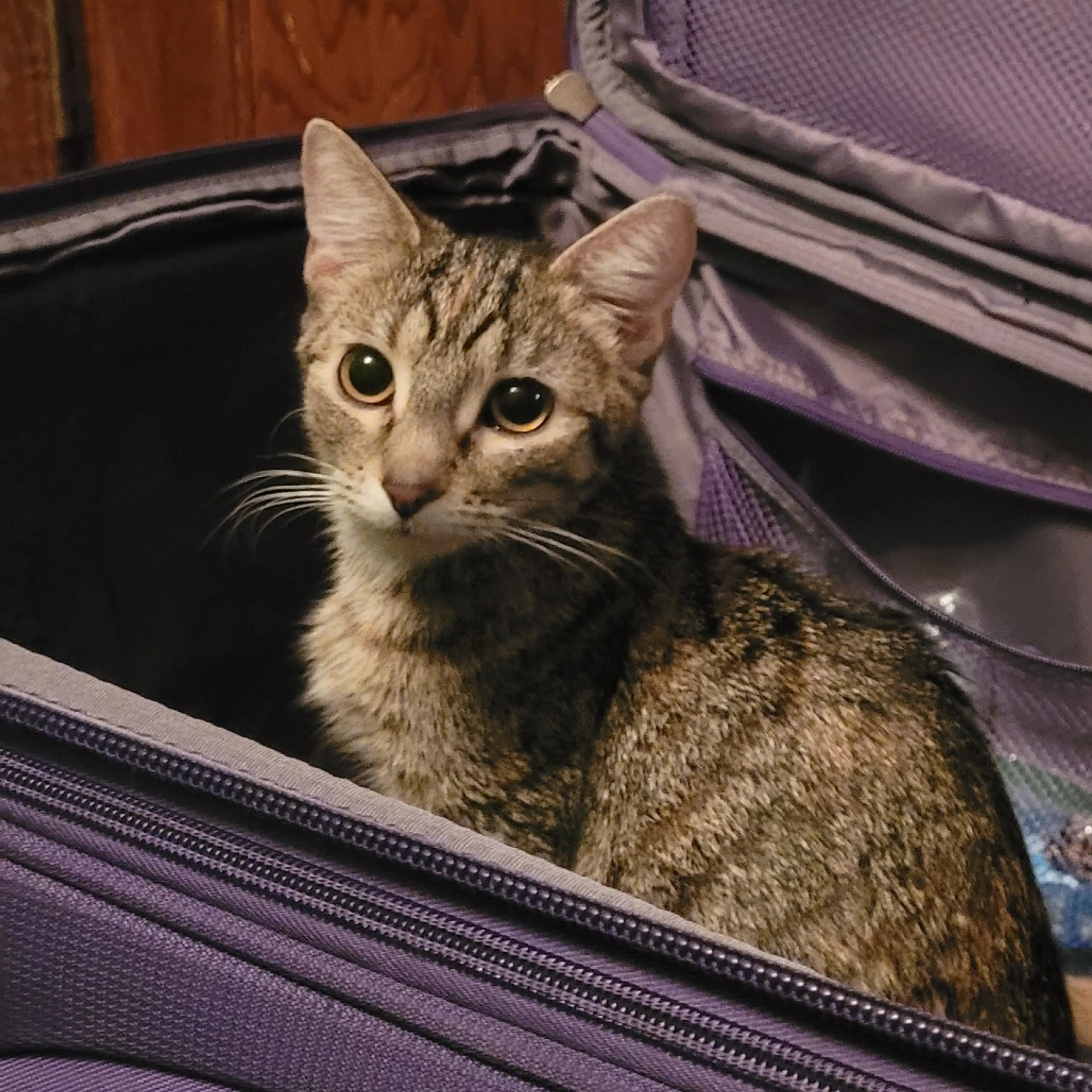 Found pet-0