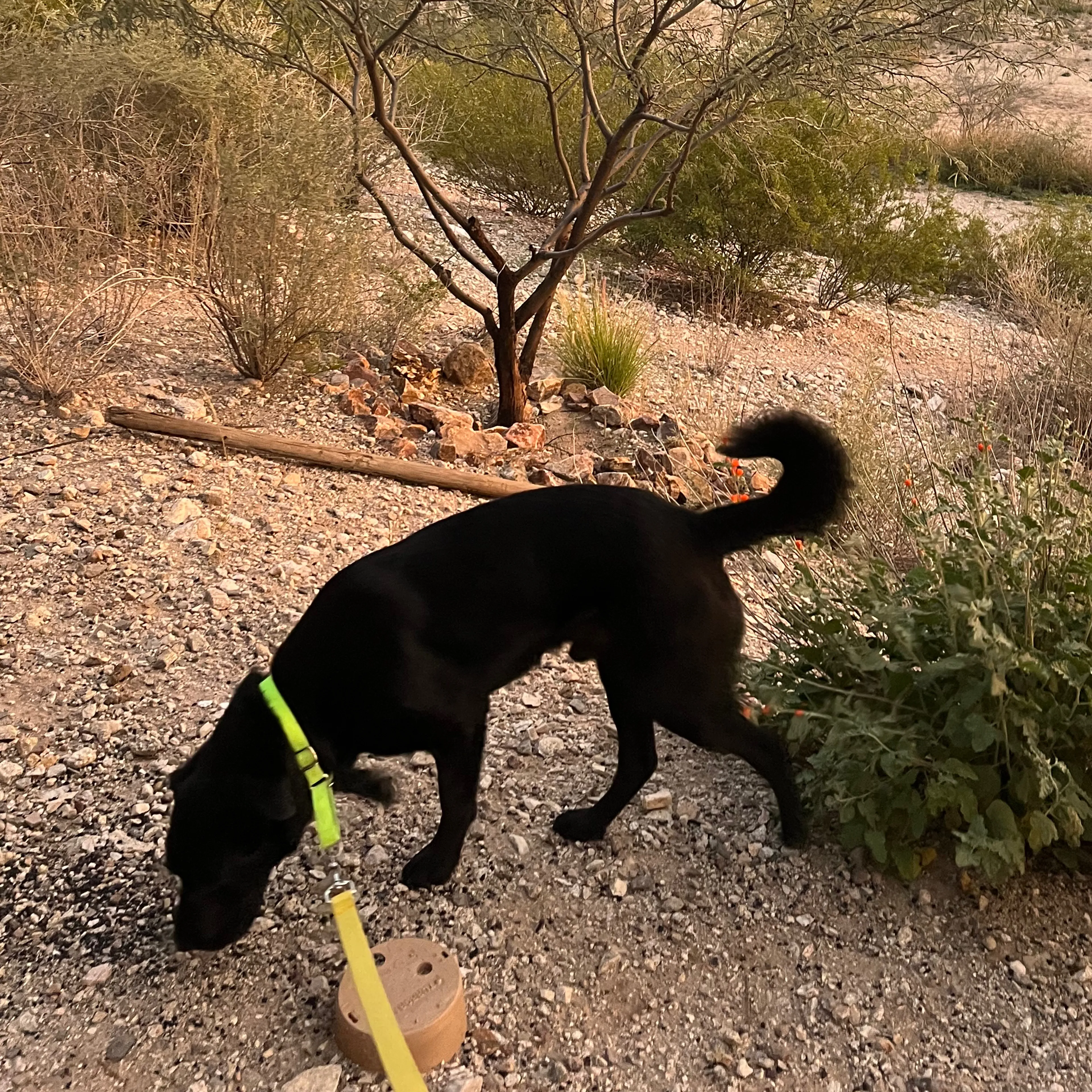 Lost pet-1