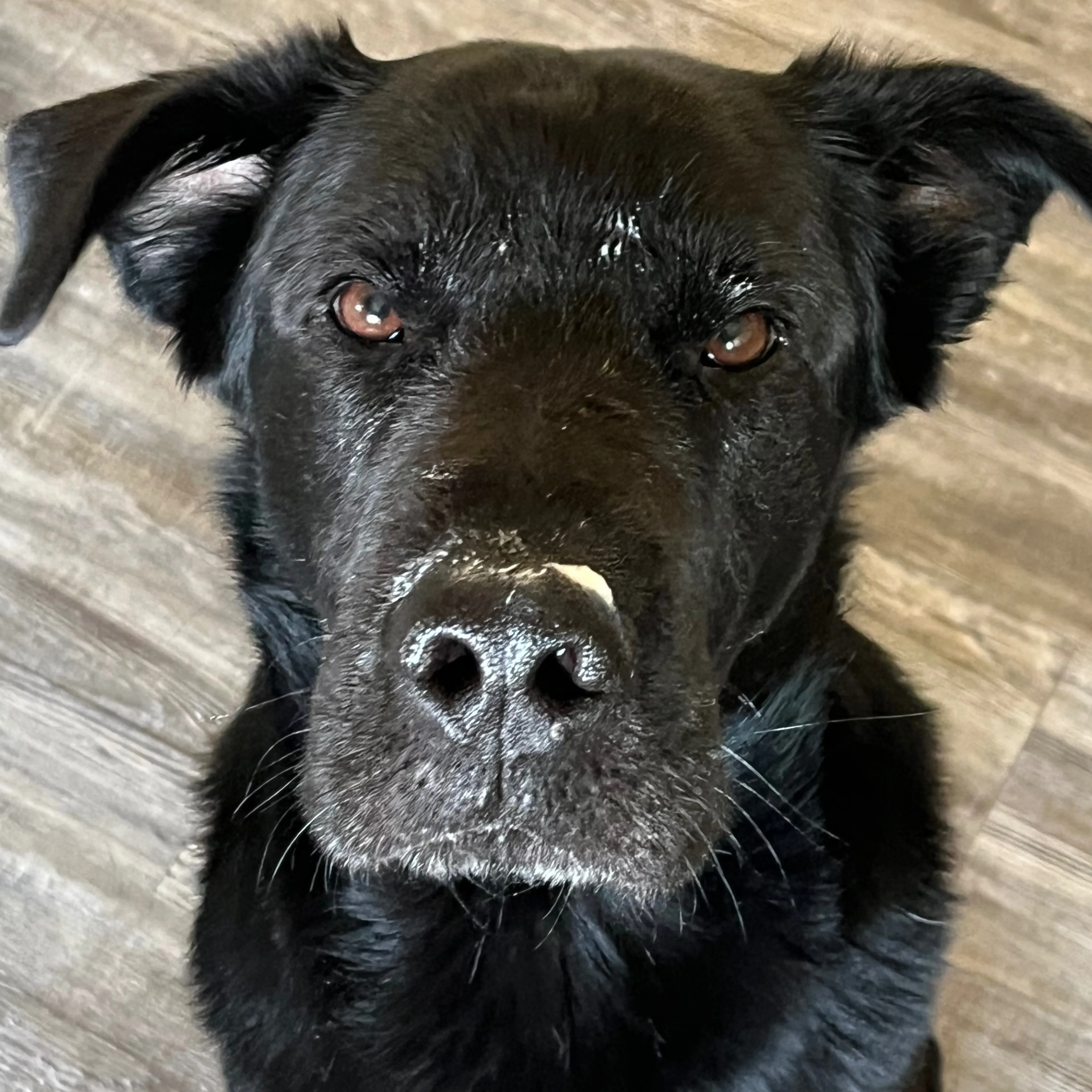 Lost pet-2
