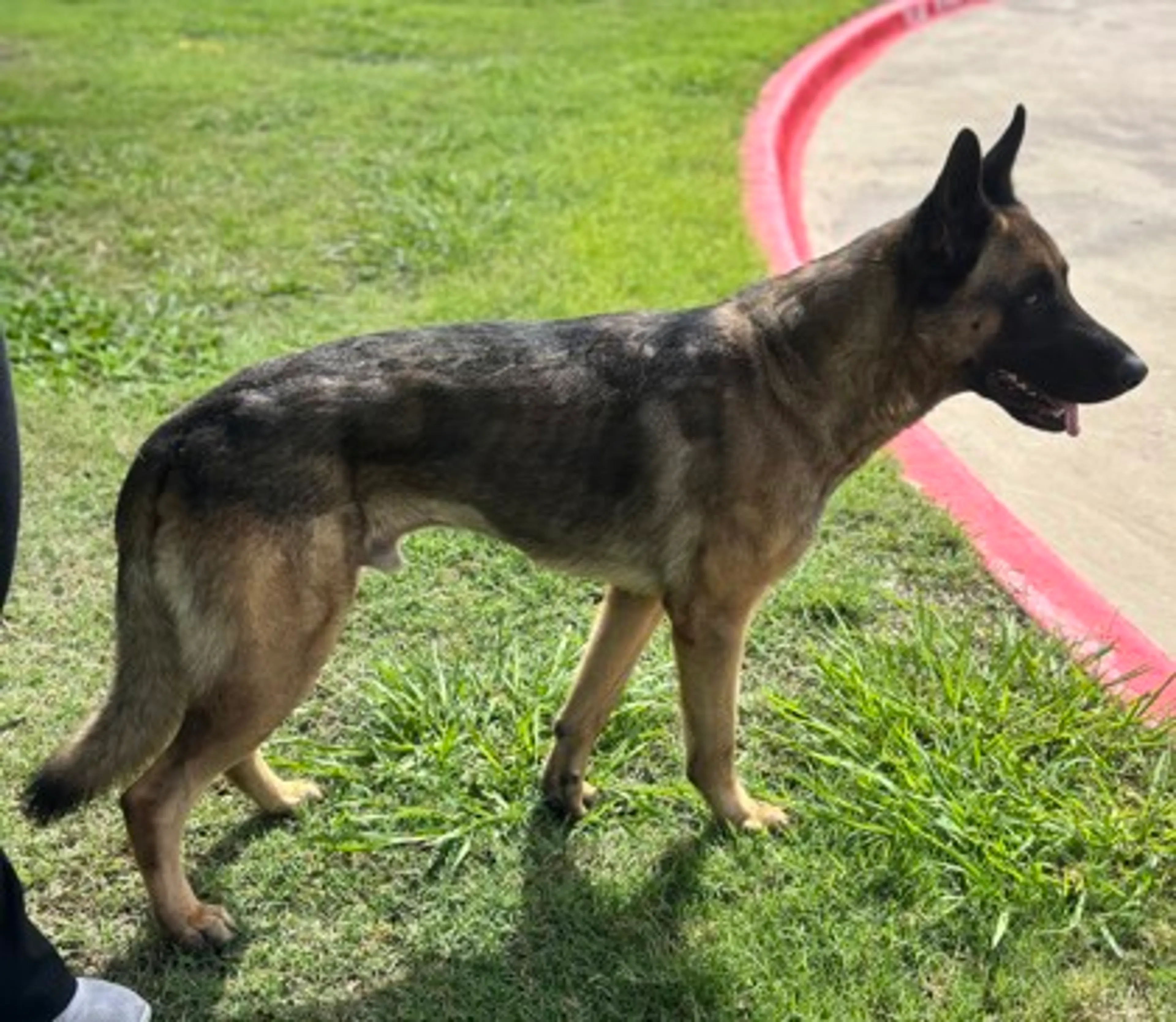 Found pet-2