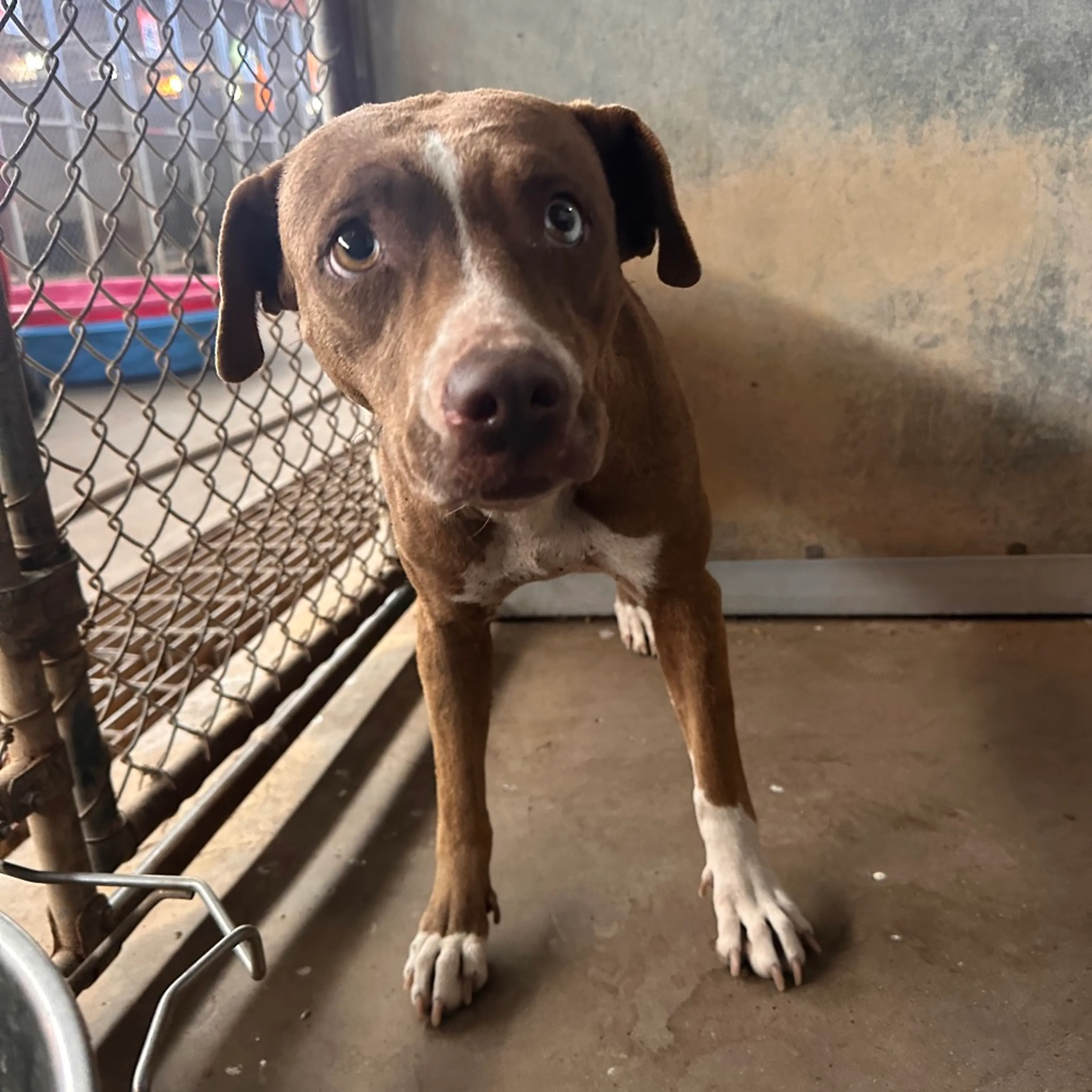 Found pet-1
