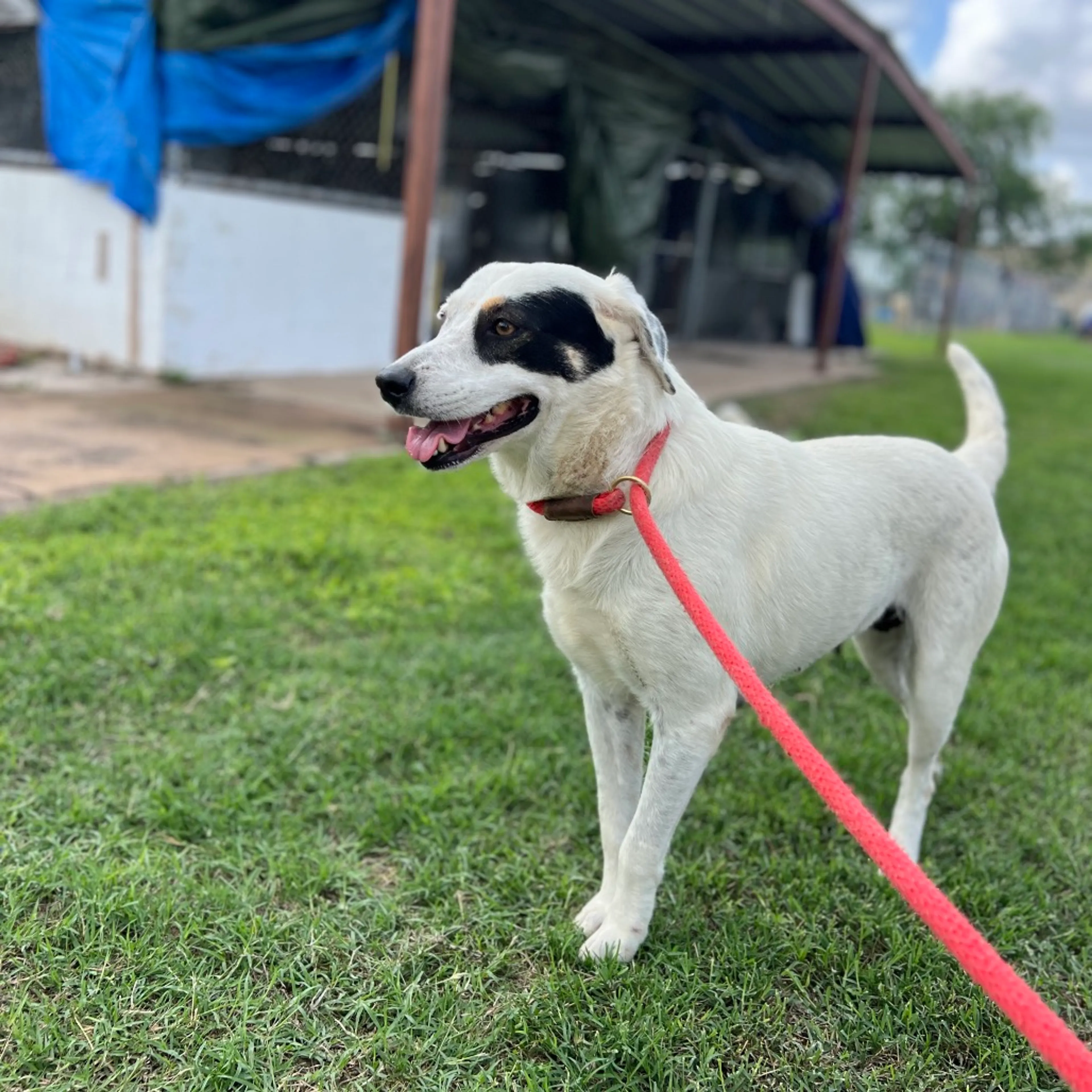 Found pet-3