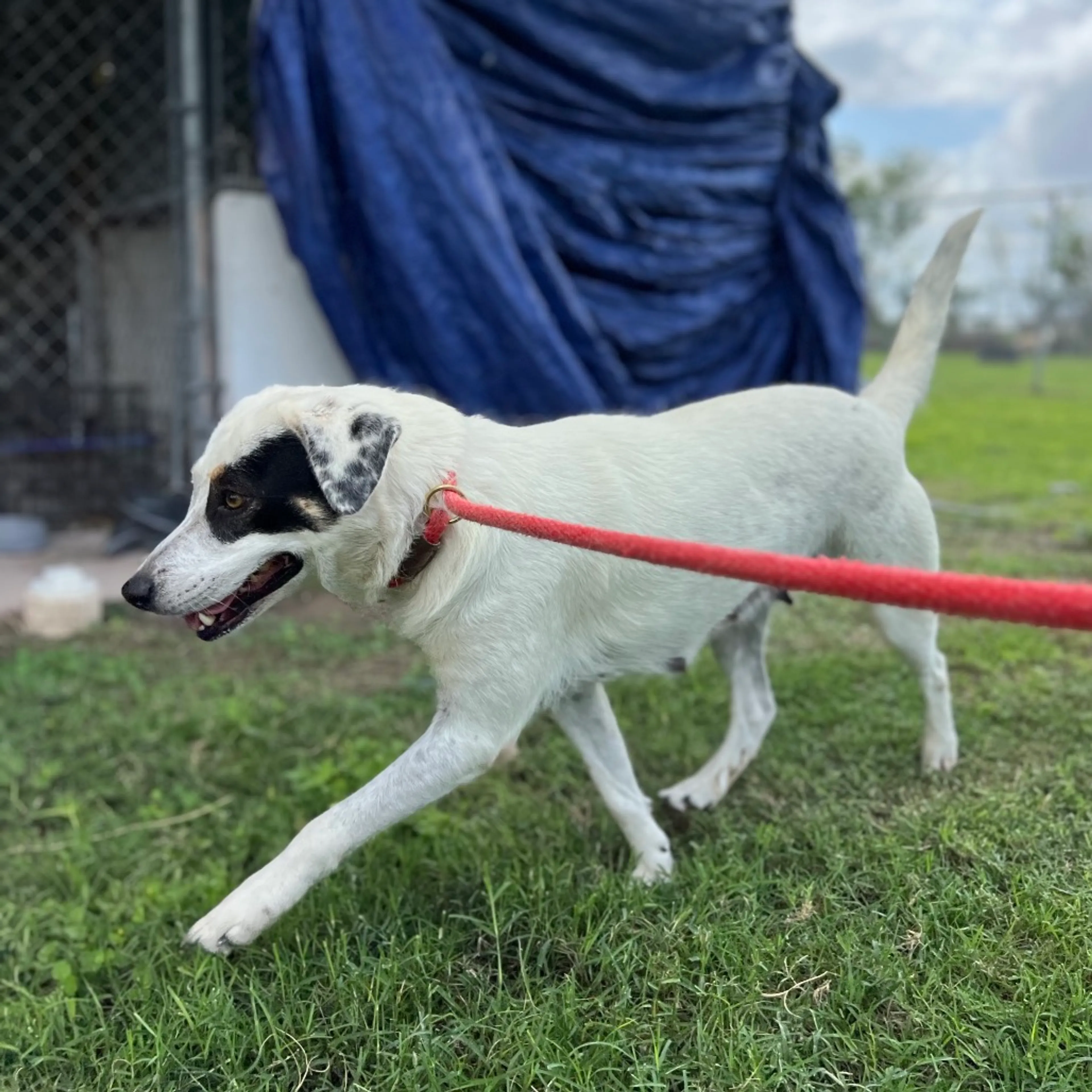 Found pet-4
