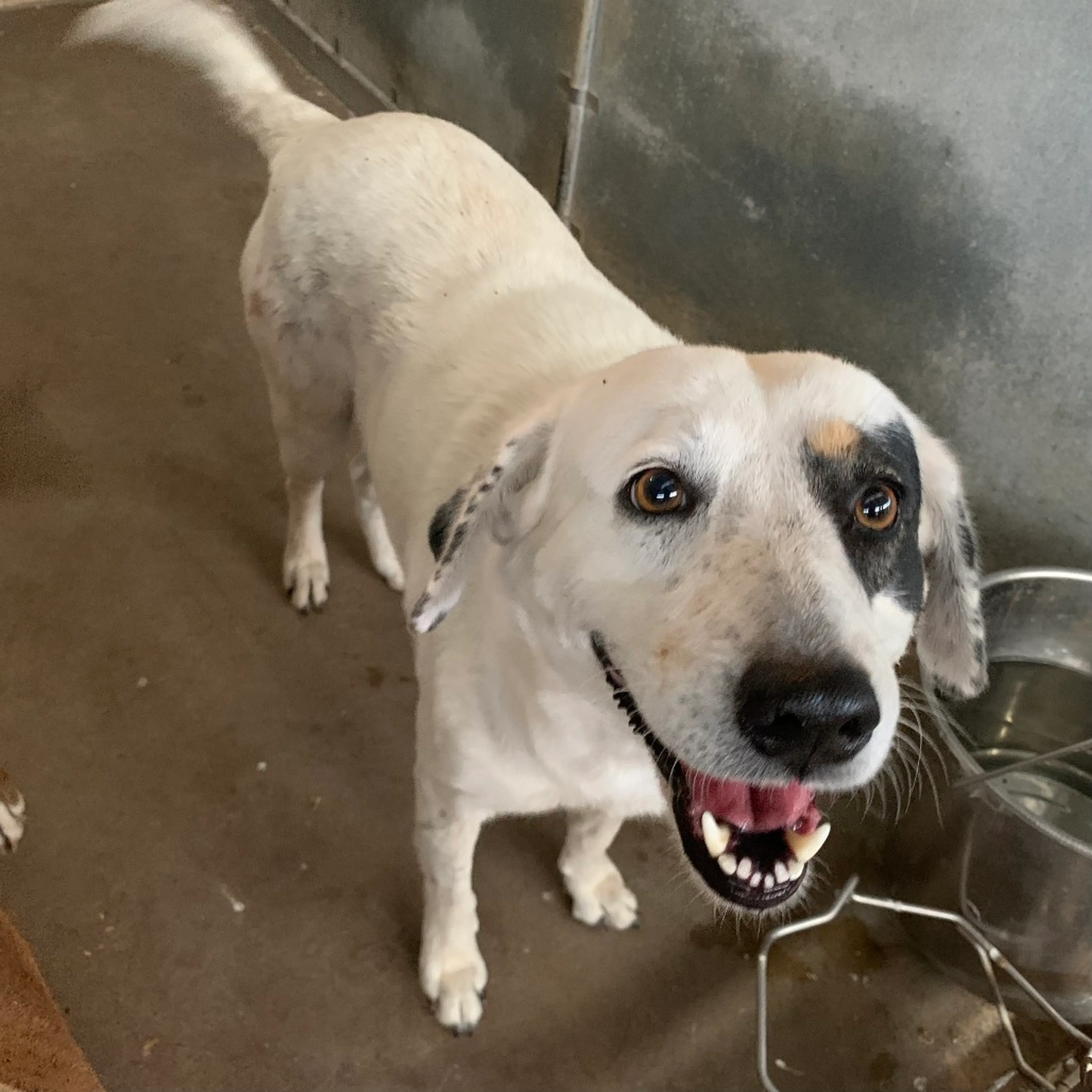 Found pet-2