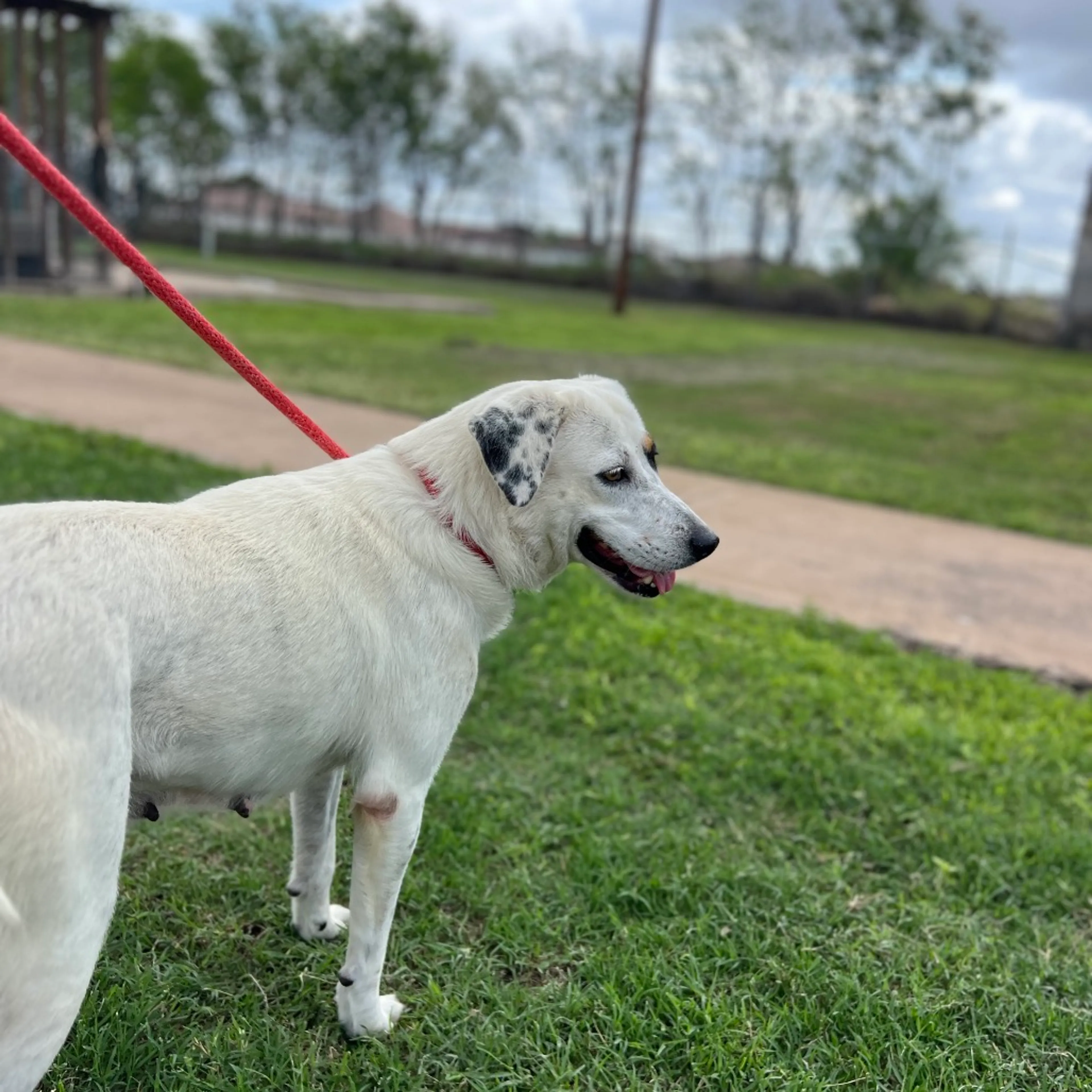 Found pet-5