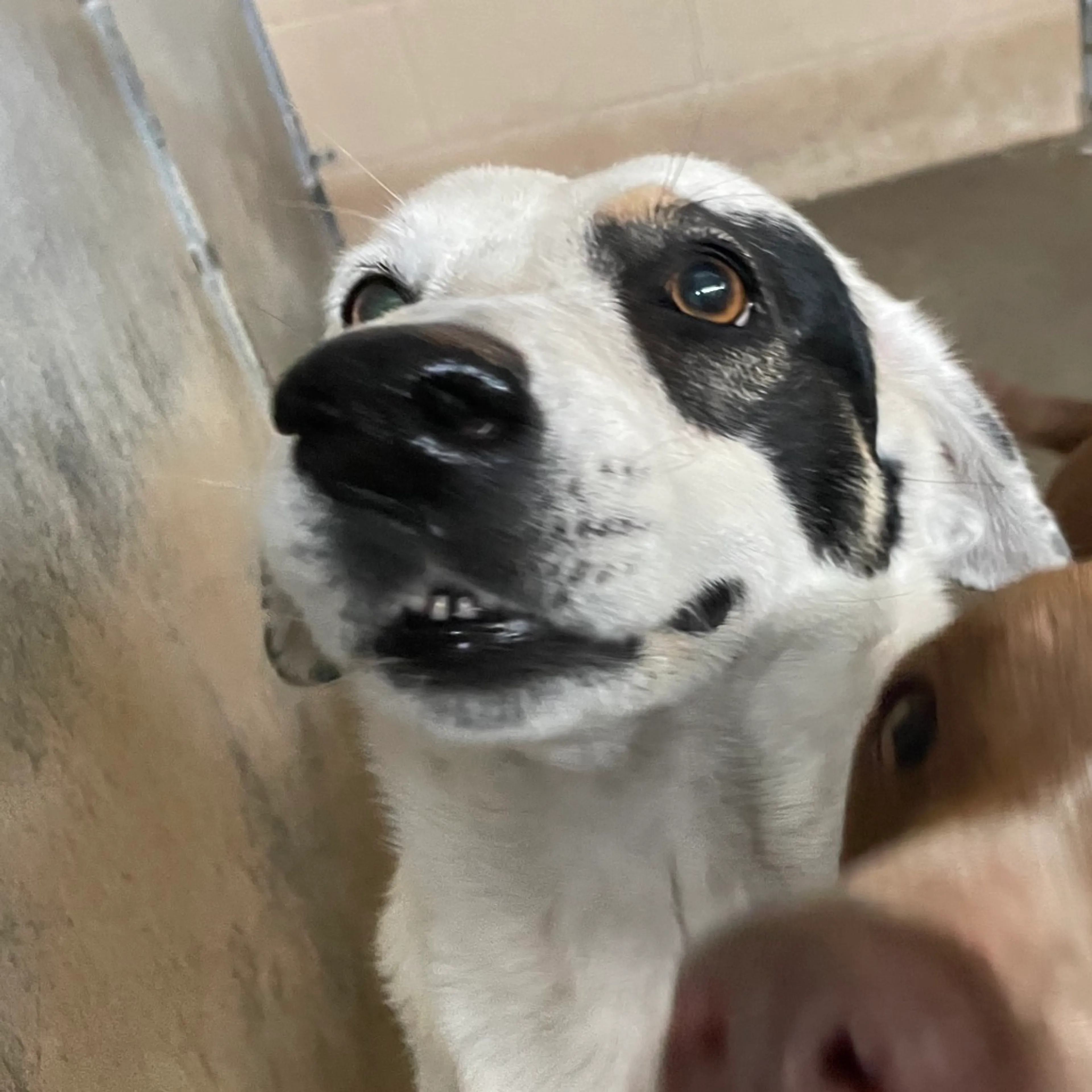 Found pet-1