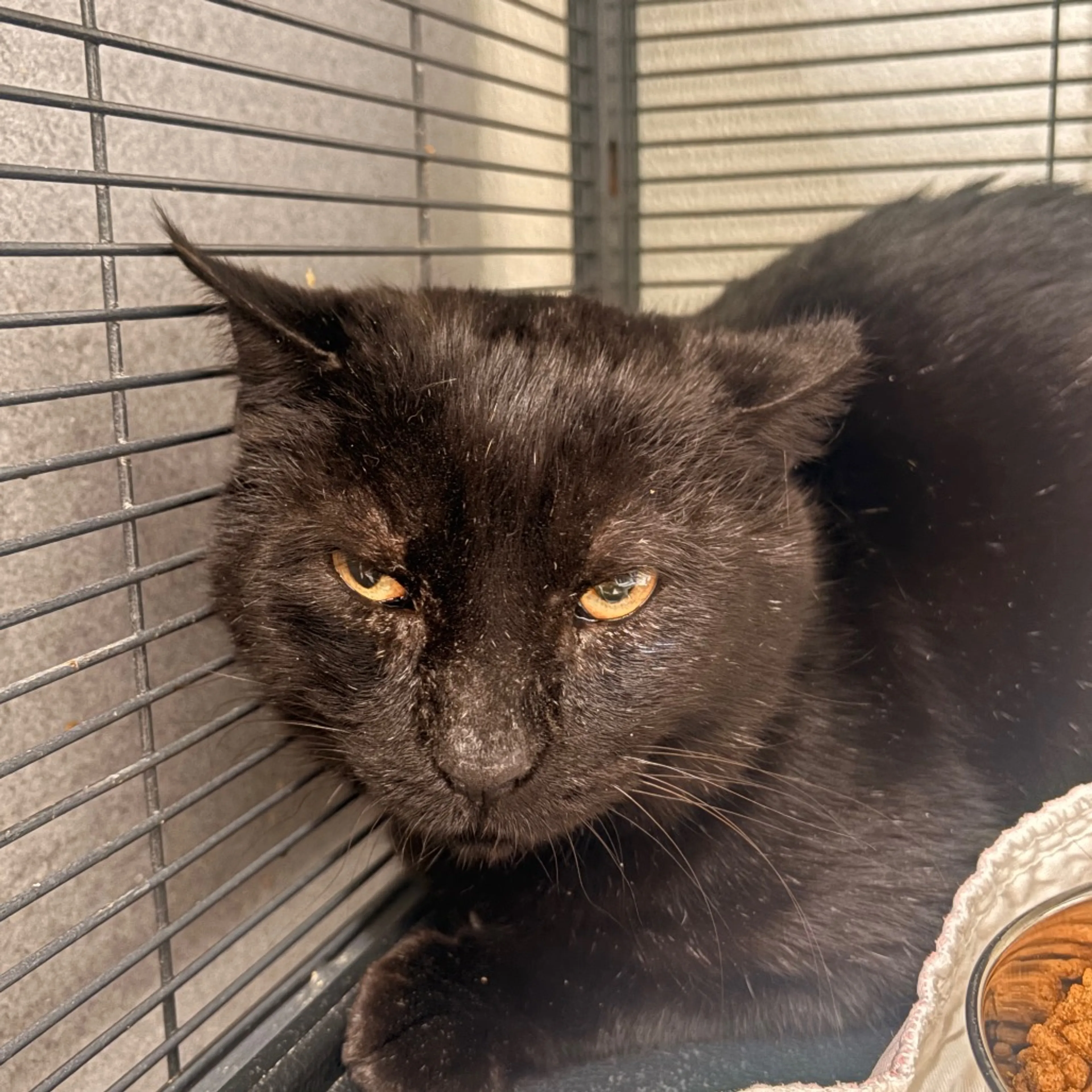Found pet