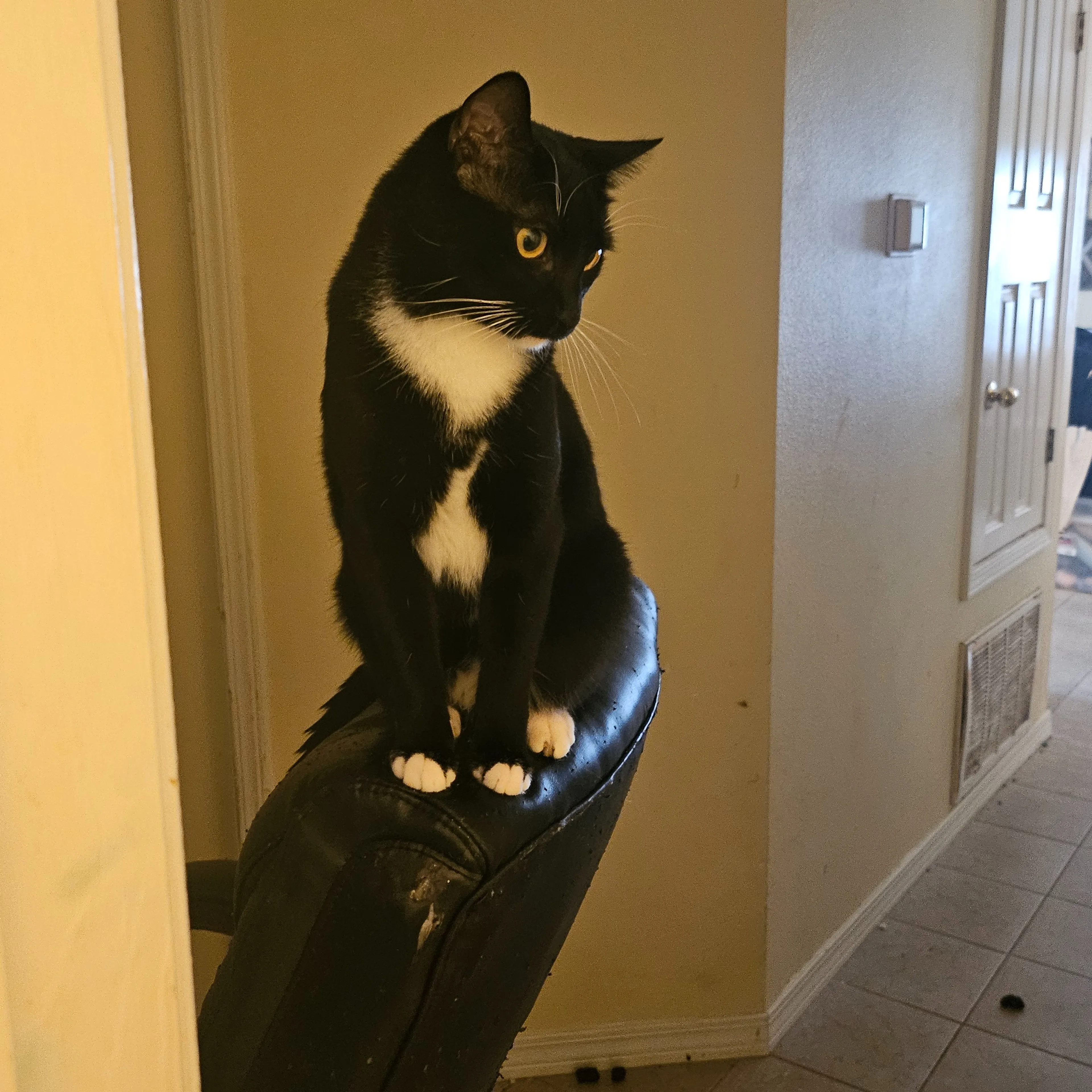 Lost pet-1