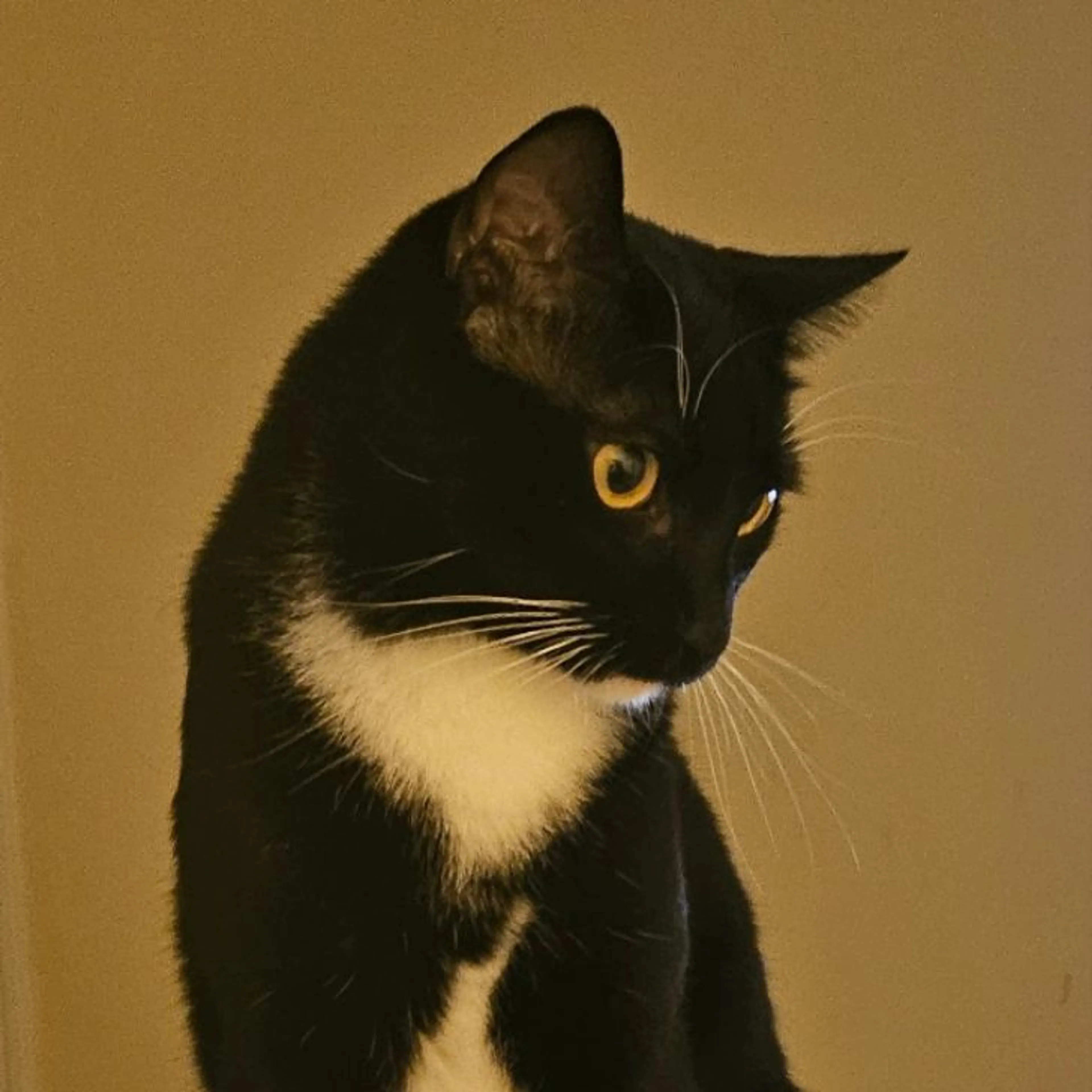 Lost pet-0