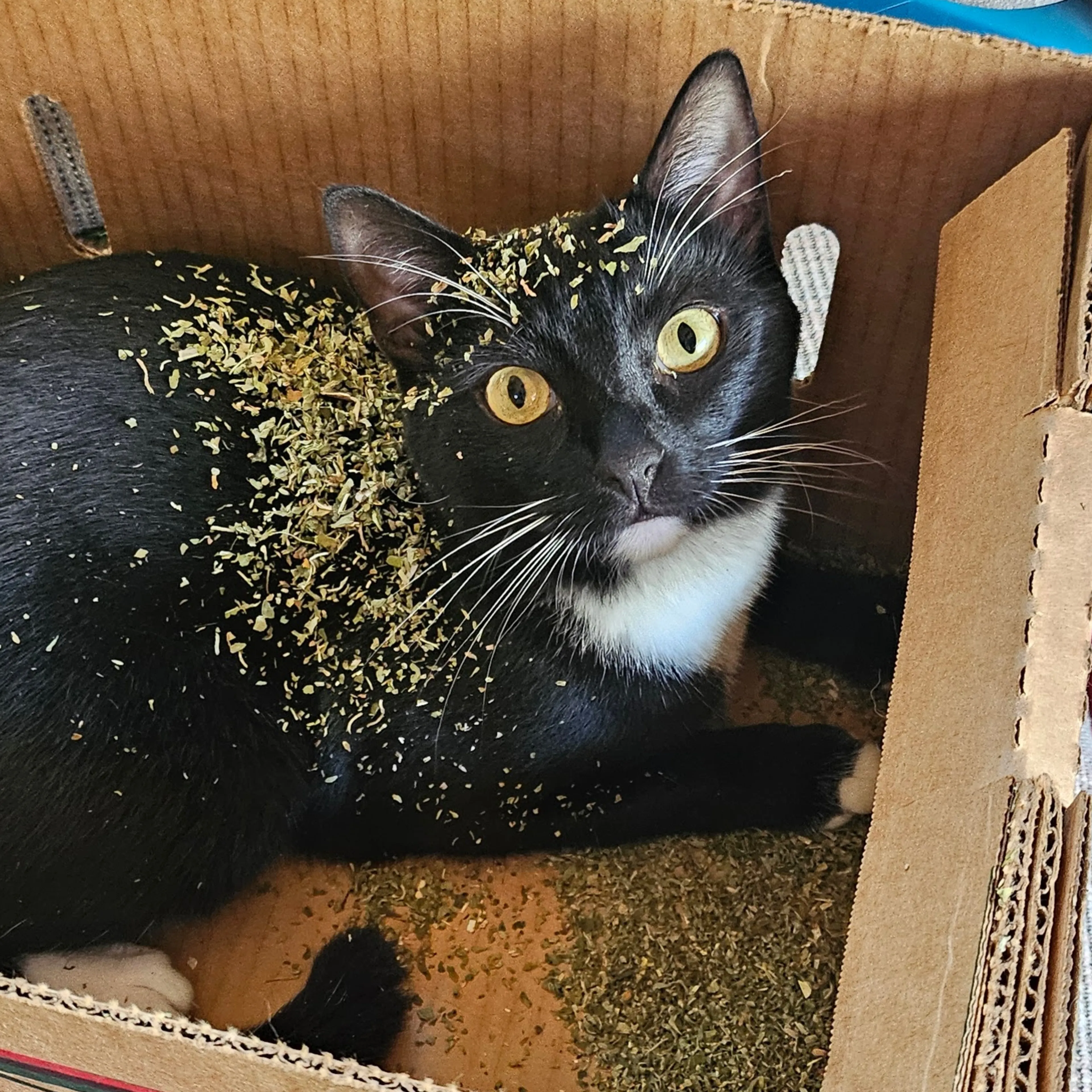 Lost pet-2