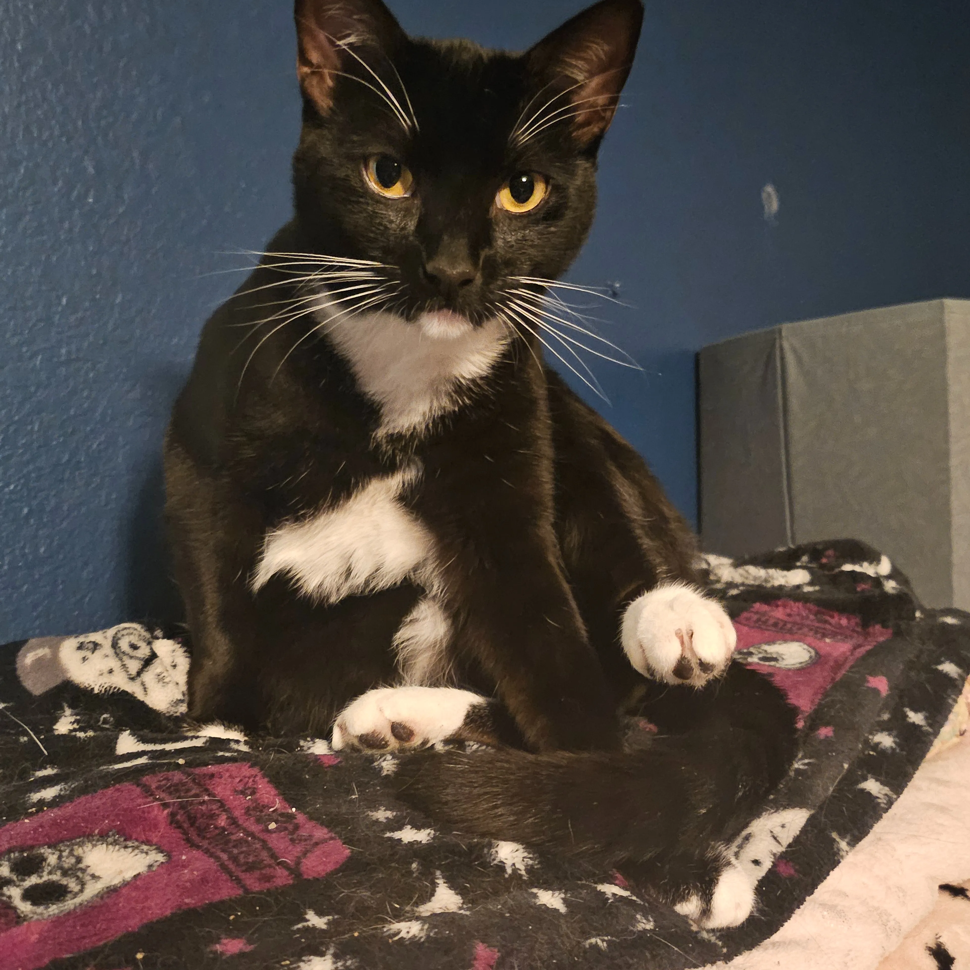 Lost pet-3
