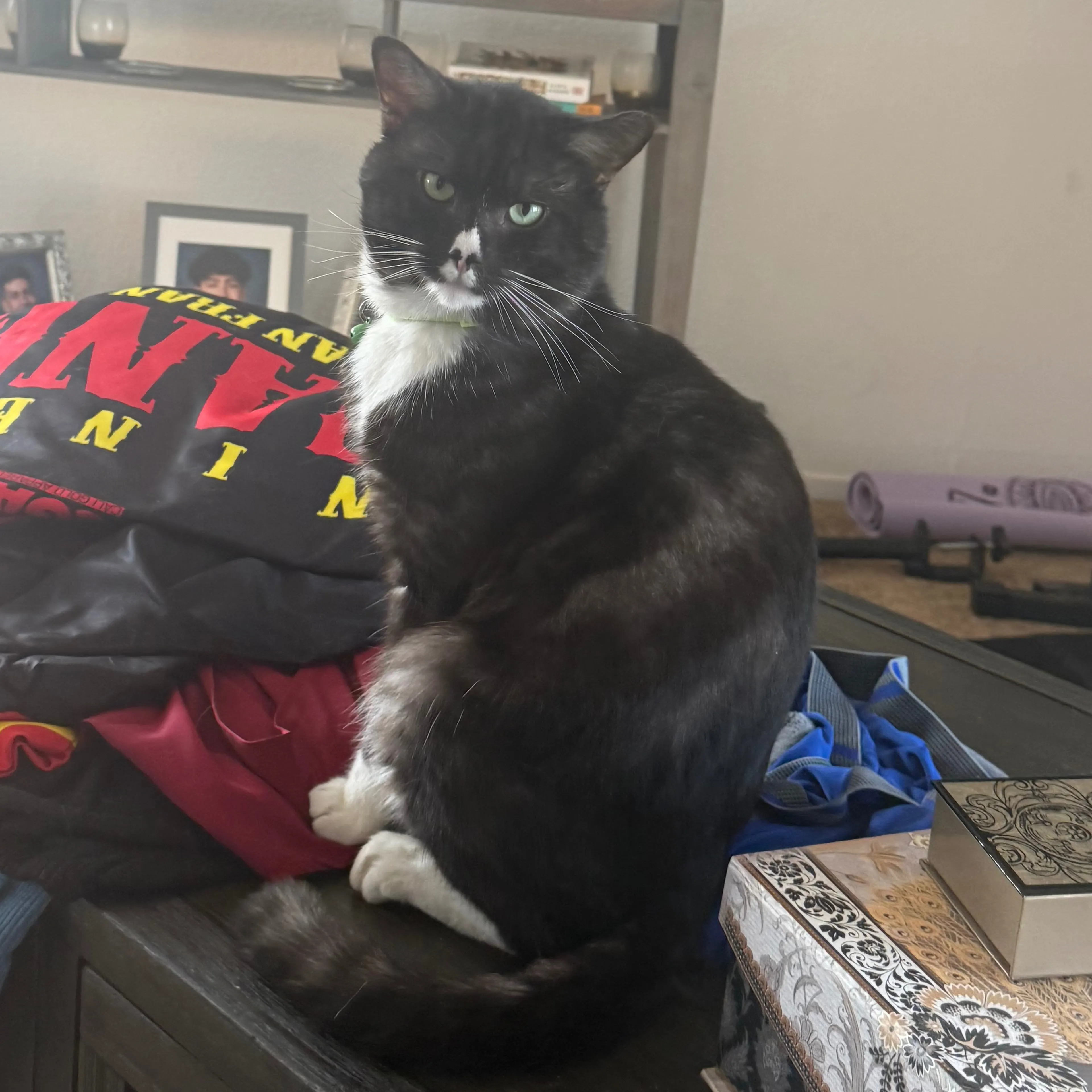 Lost pet-0