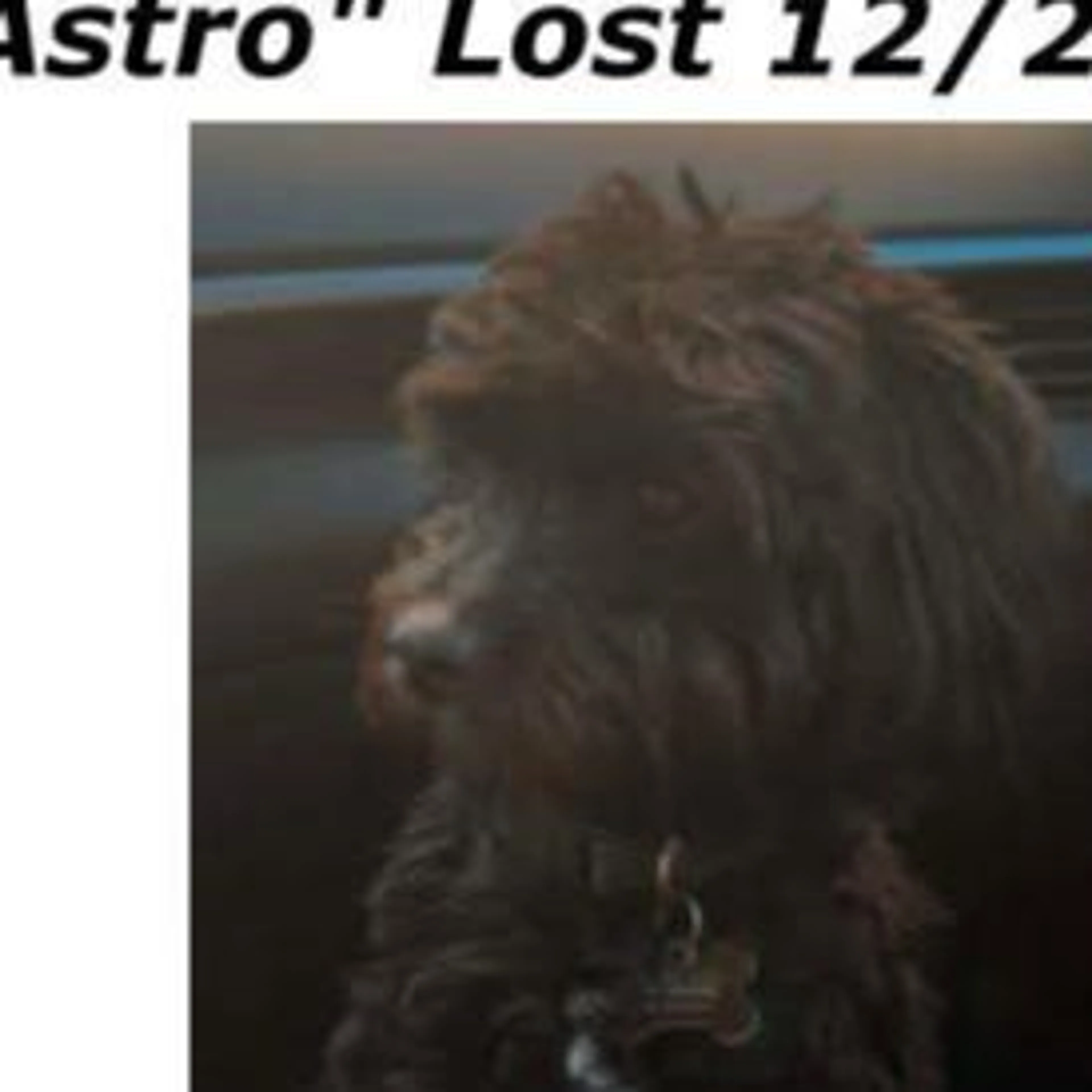 Lost pet