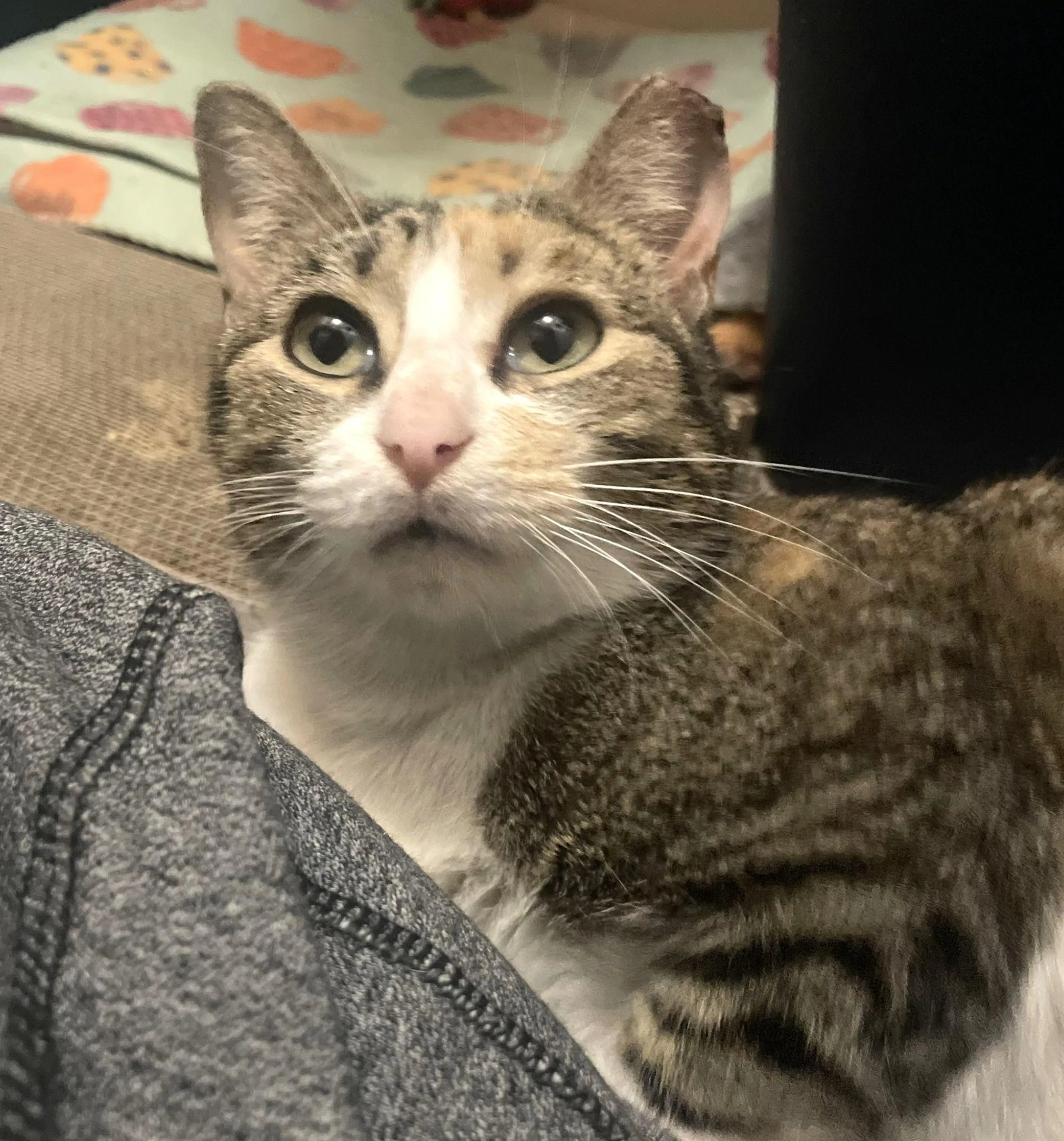 Found pet-0