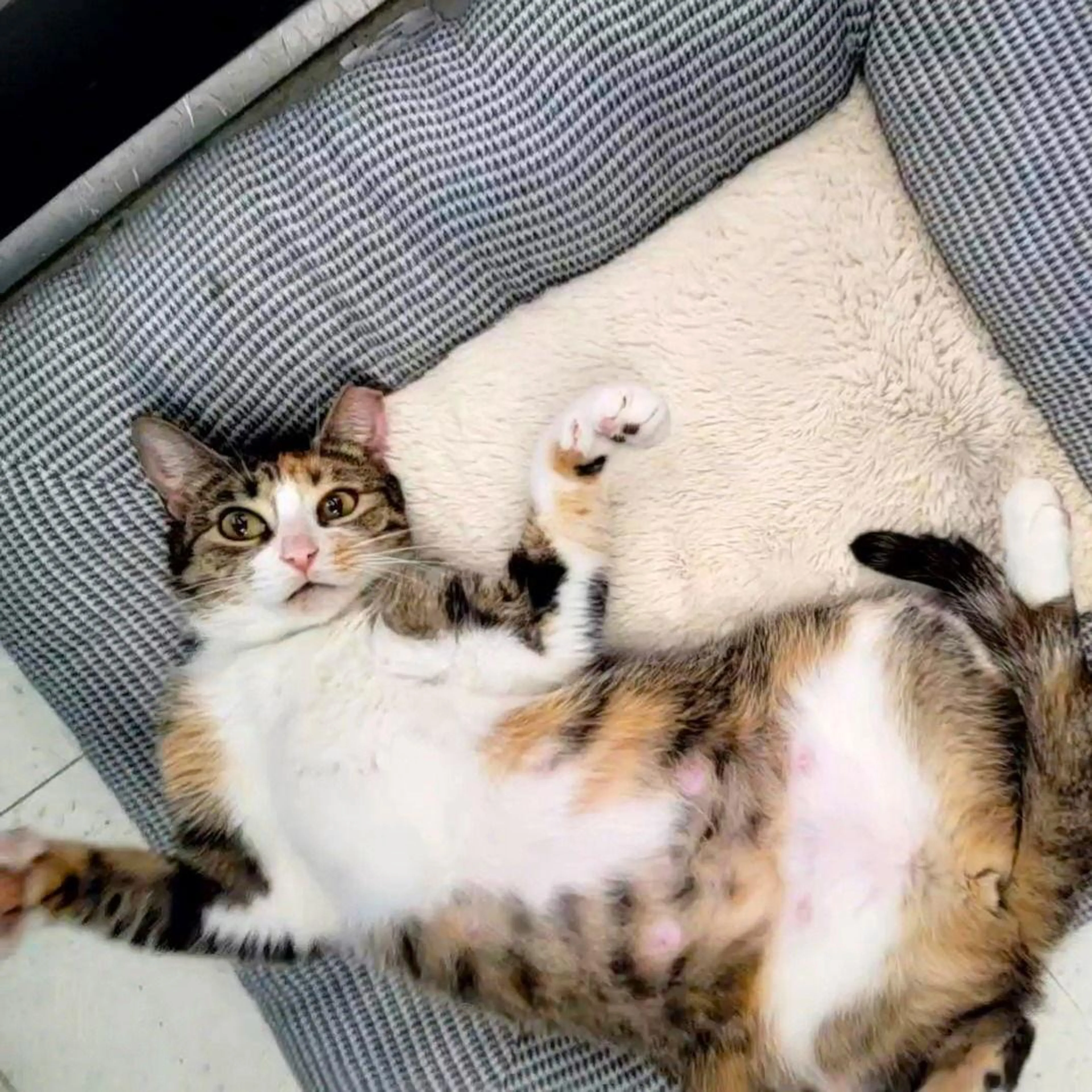 Found pet-2