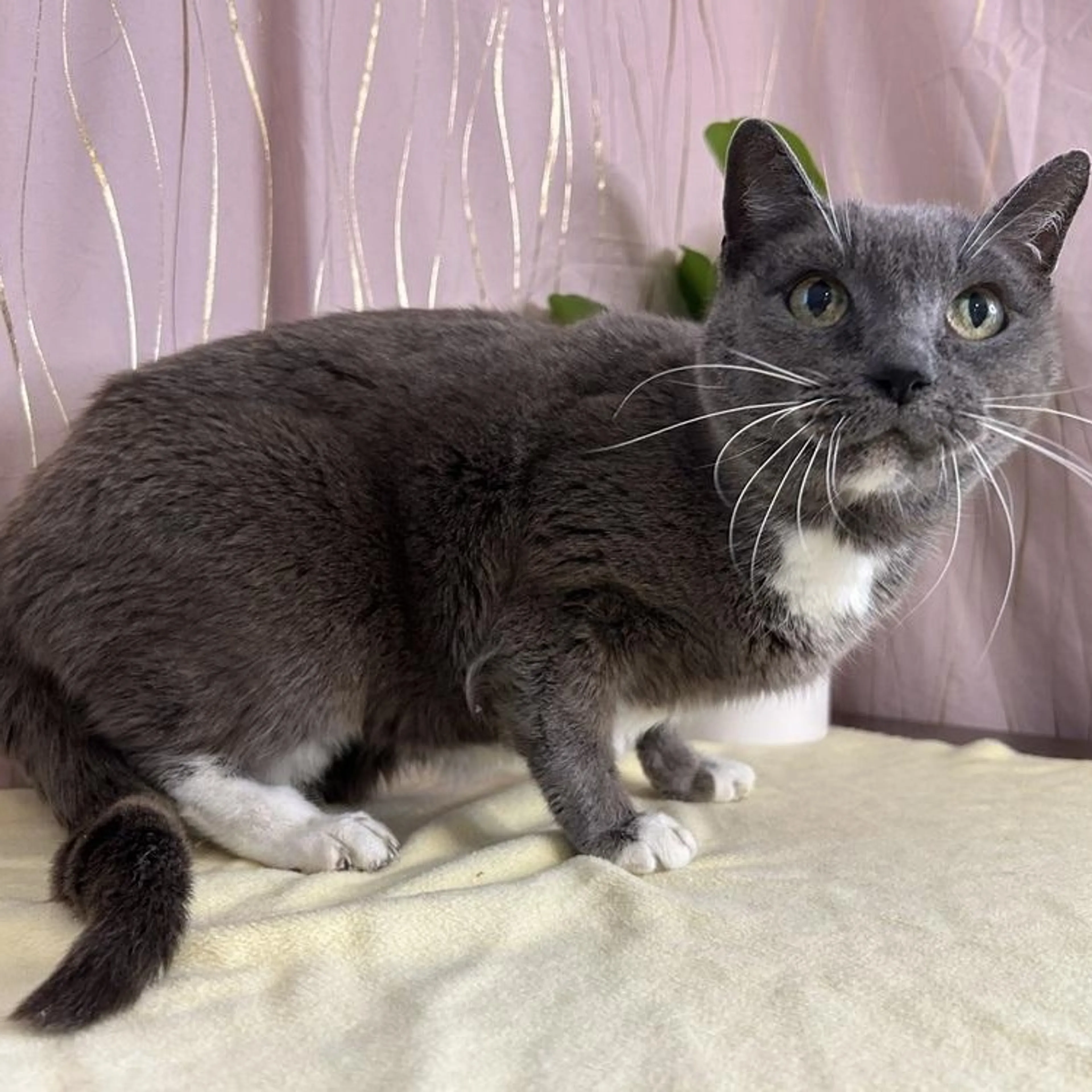 Found pet-5