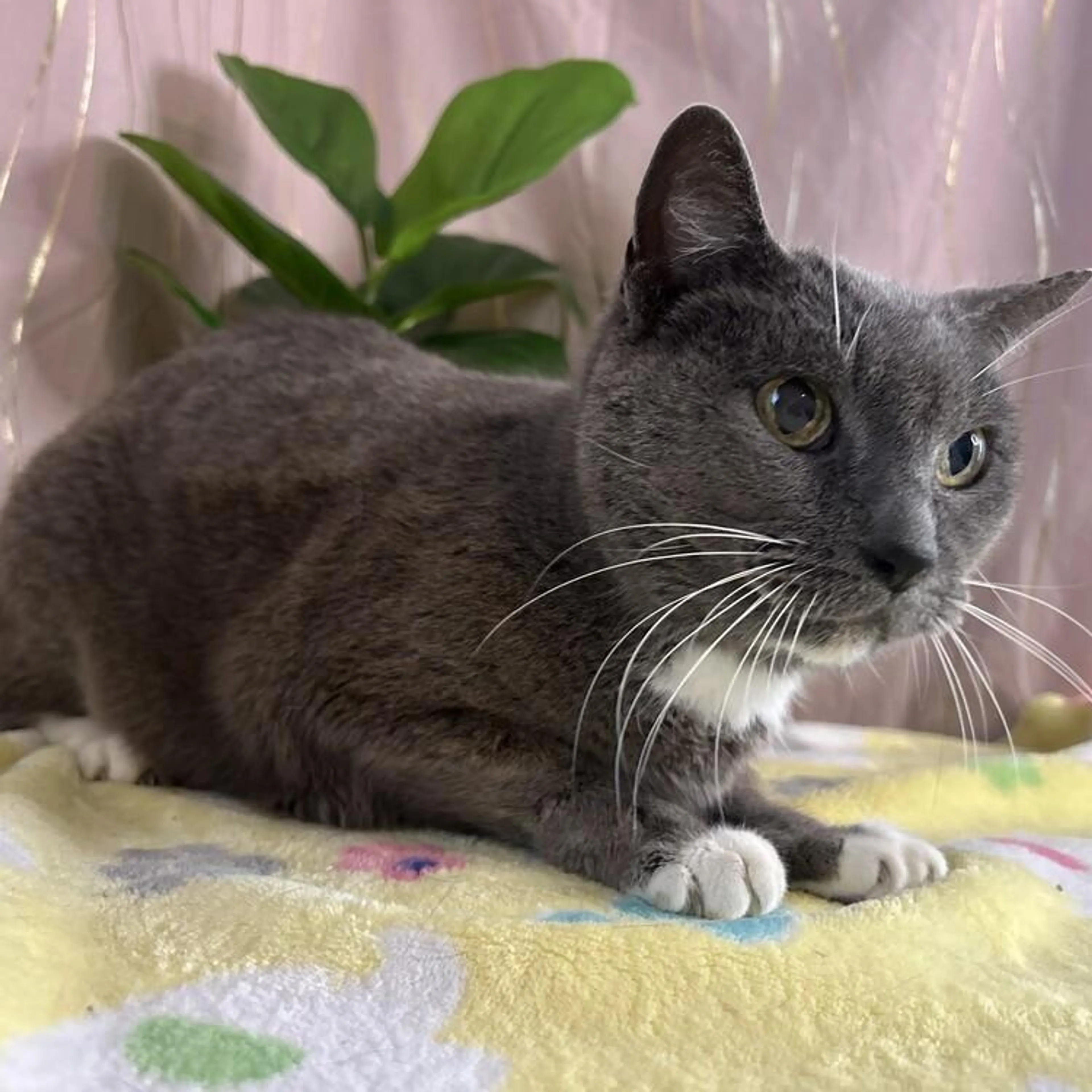 Found pet-1