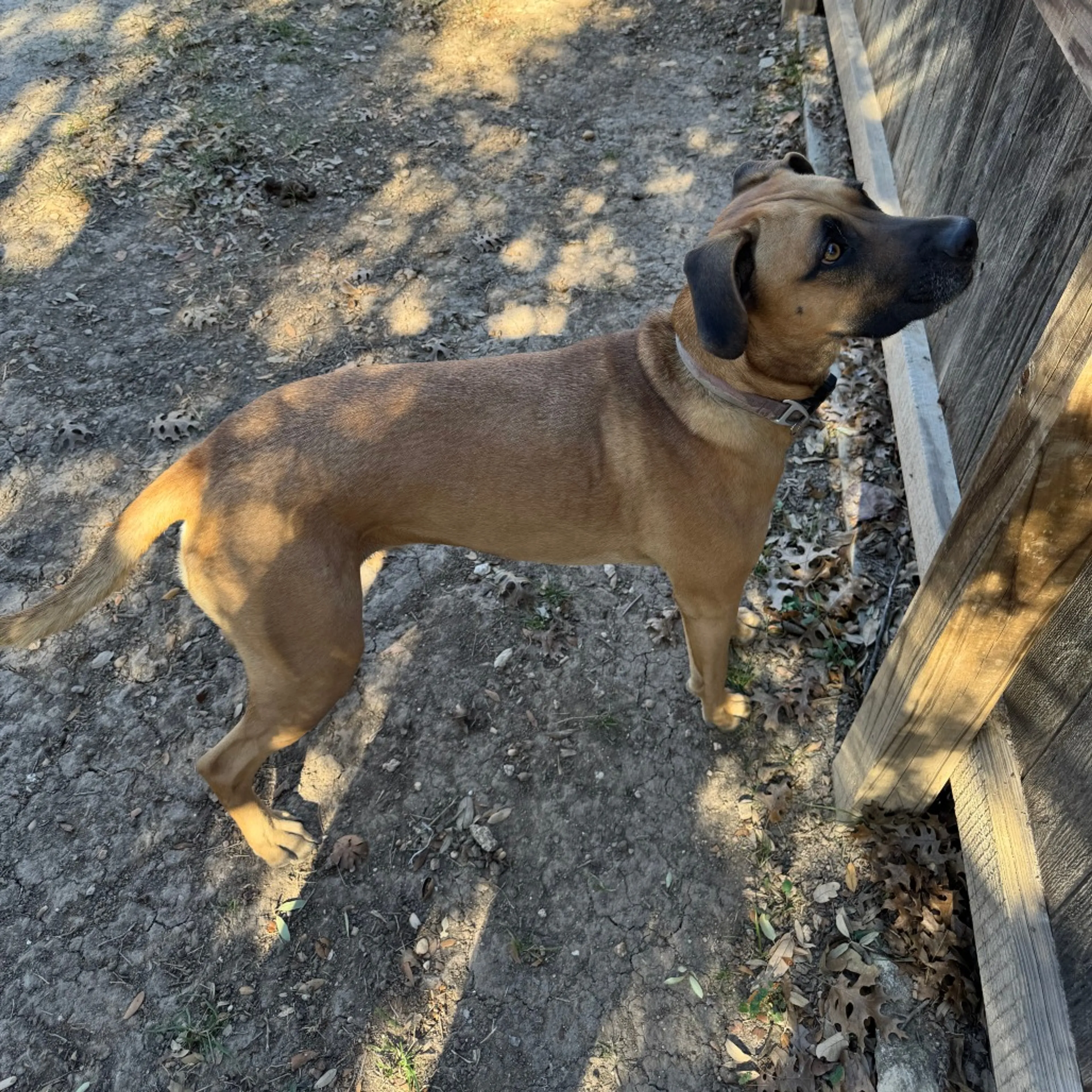 Found pet-1