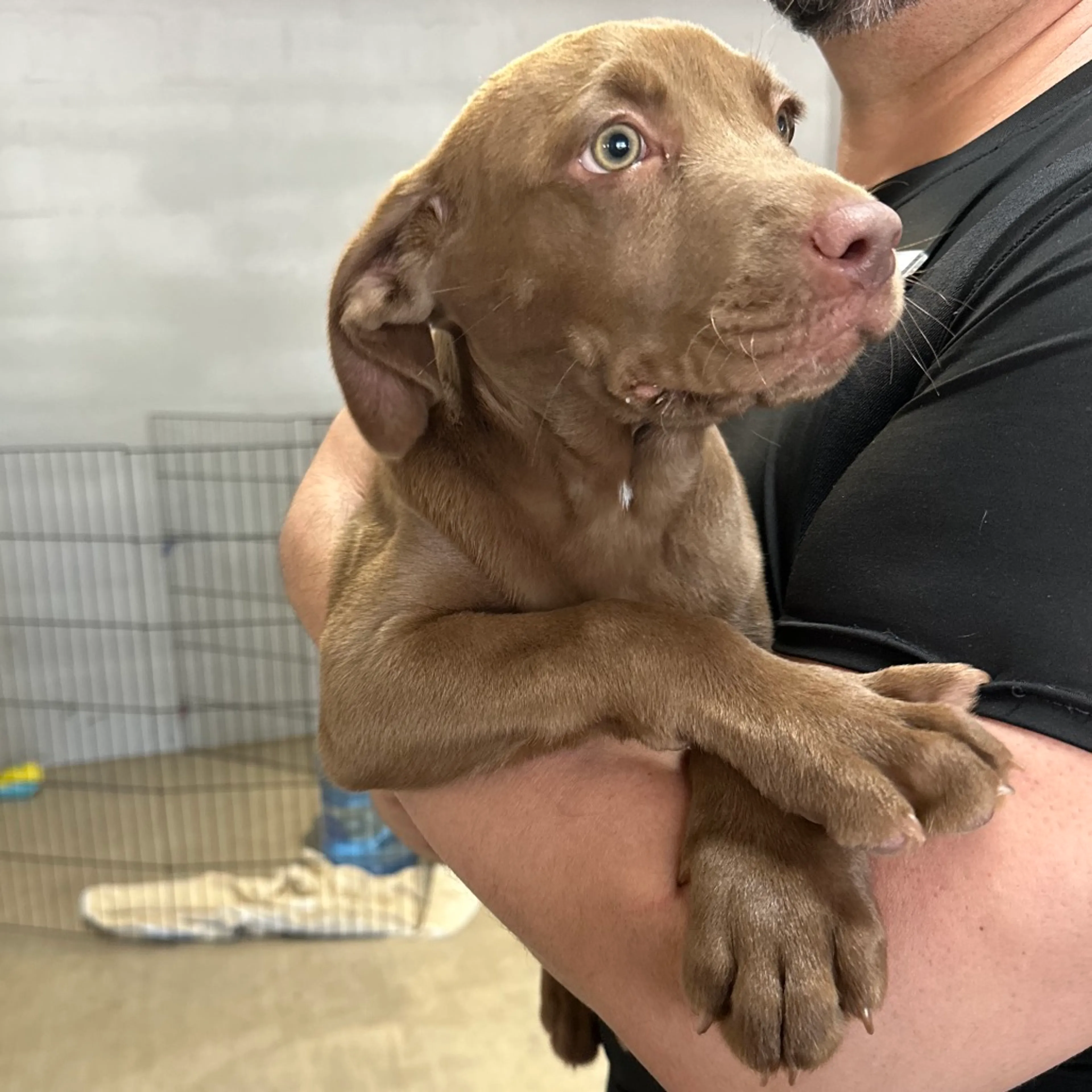Found pet-2