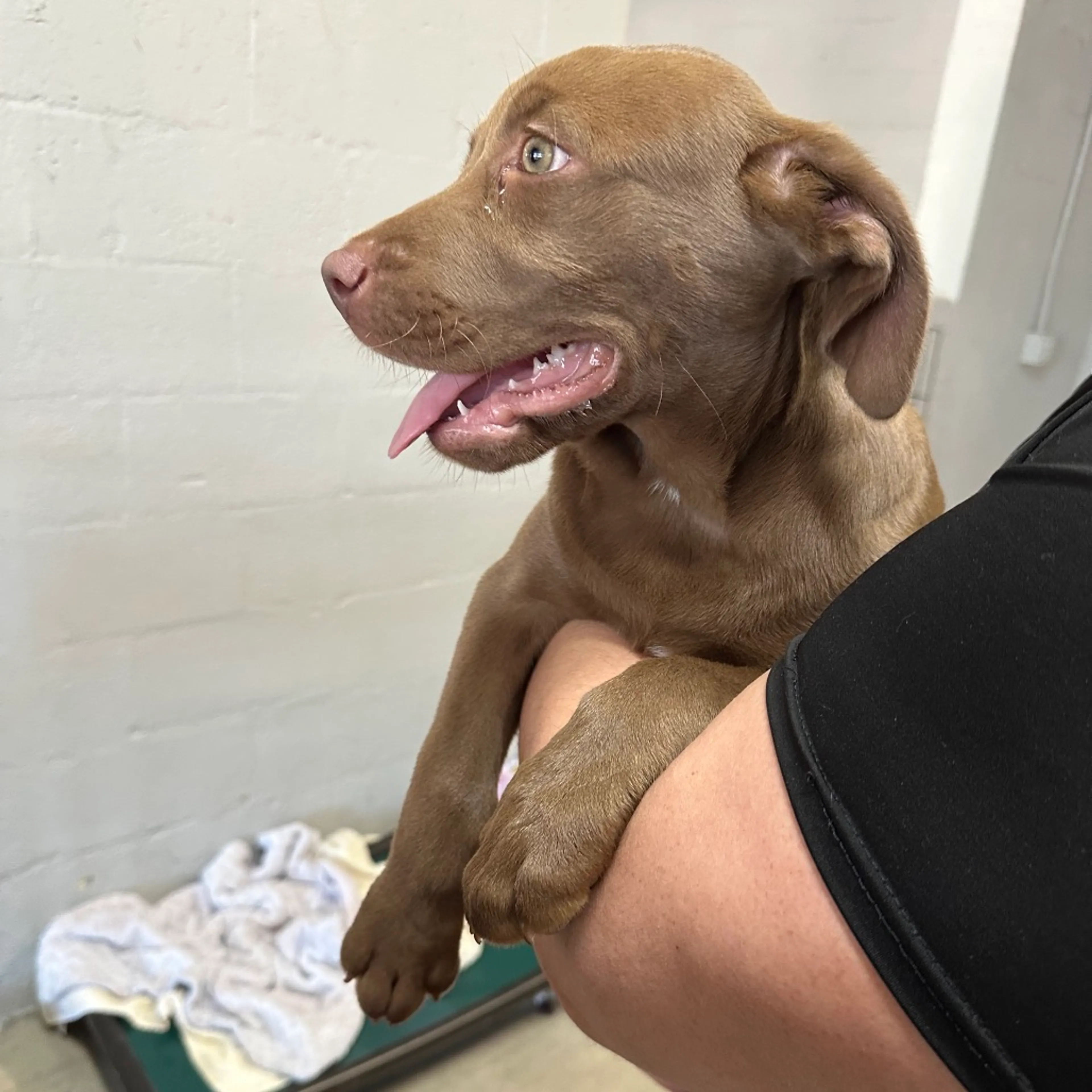 Found pet-1