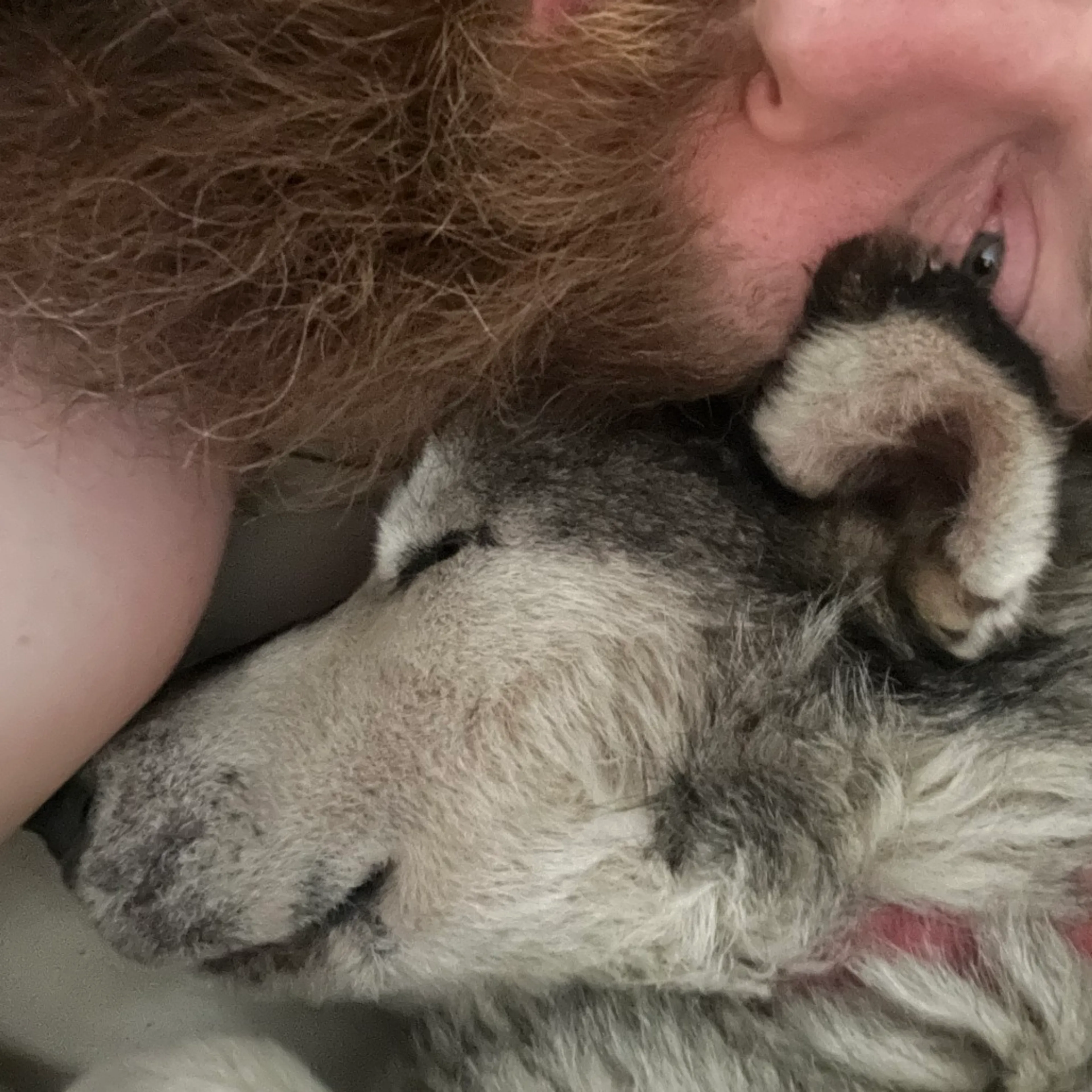 Found pet-1