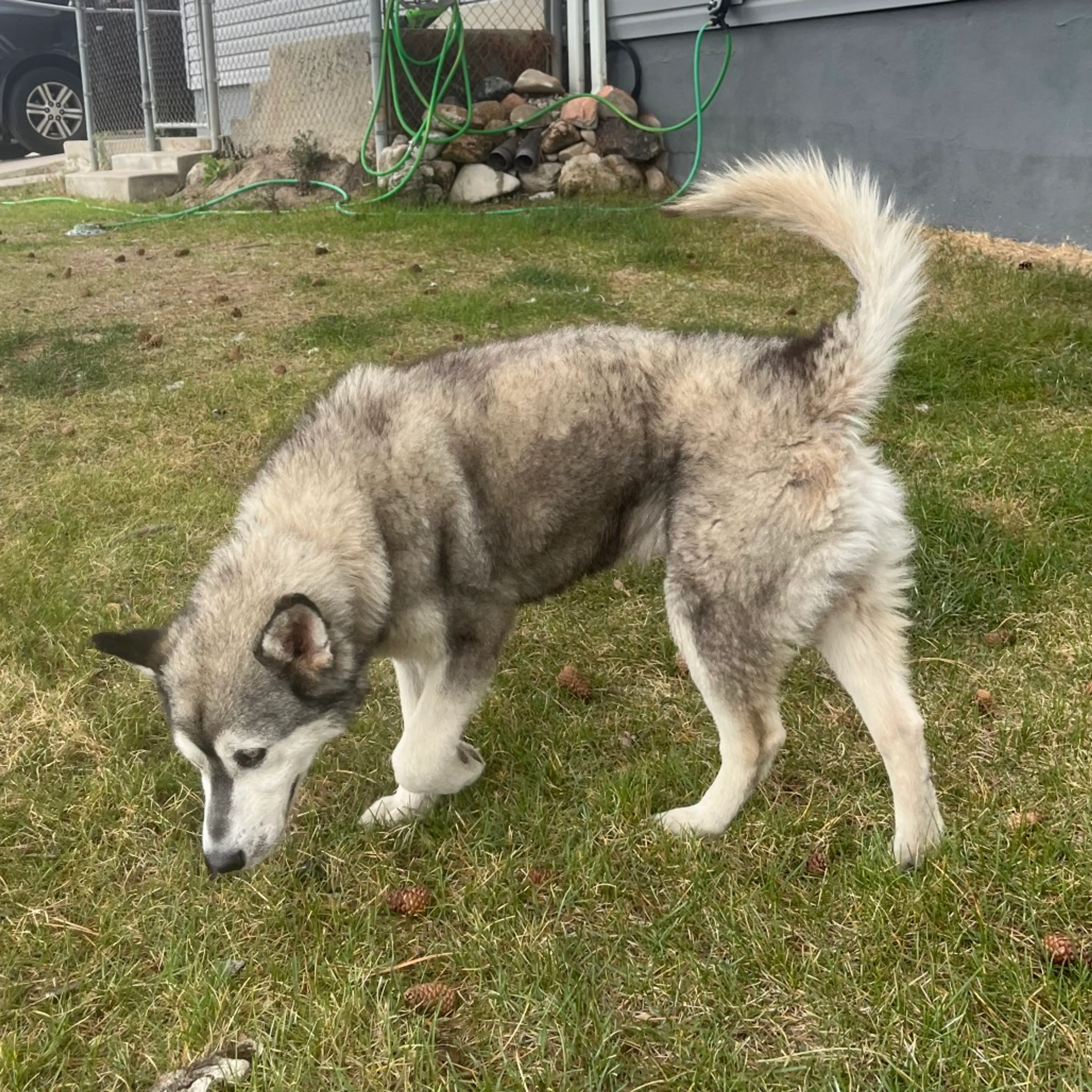 Found pet-2