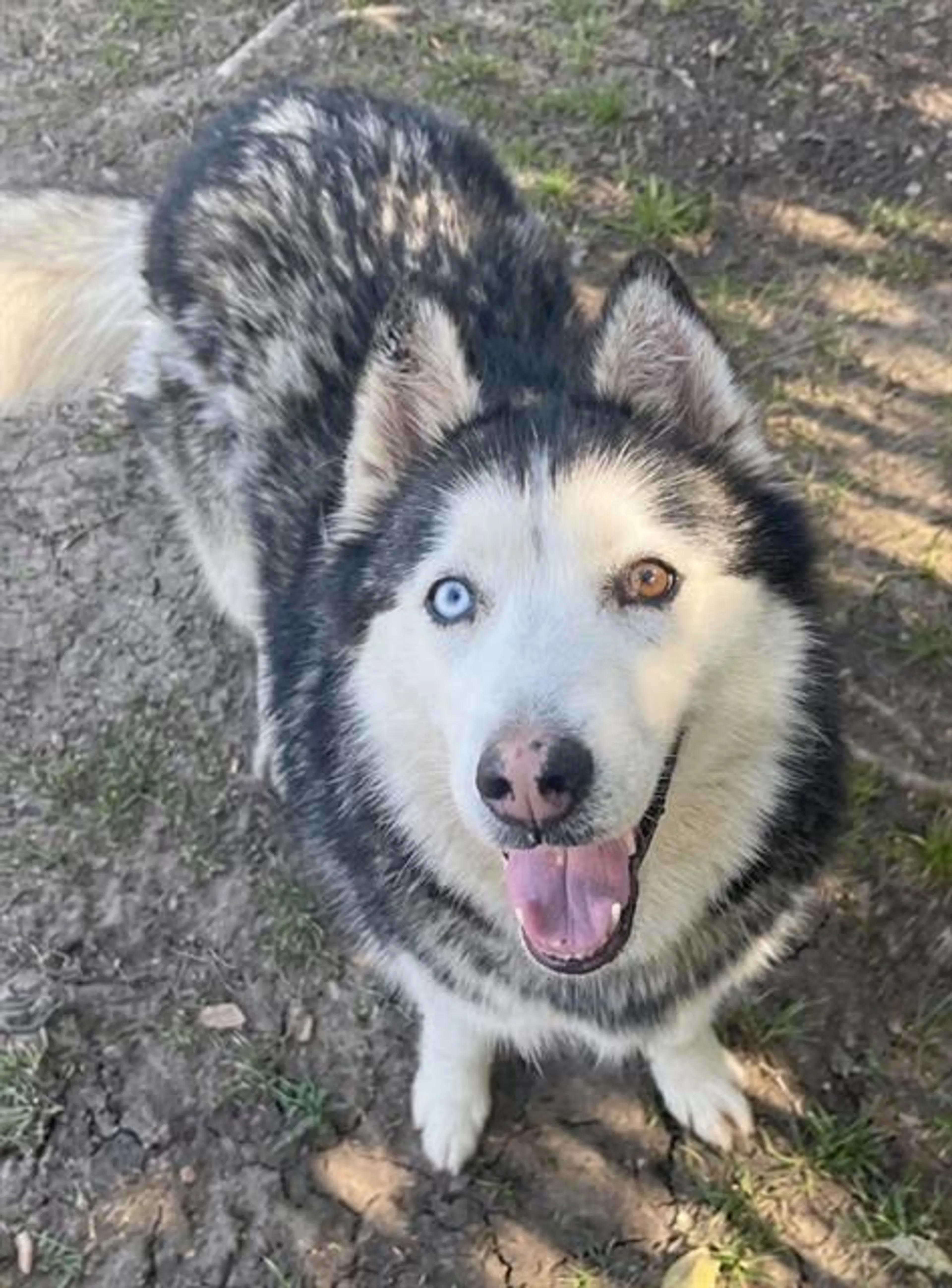 Found pet