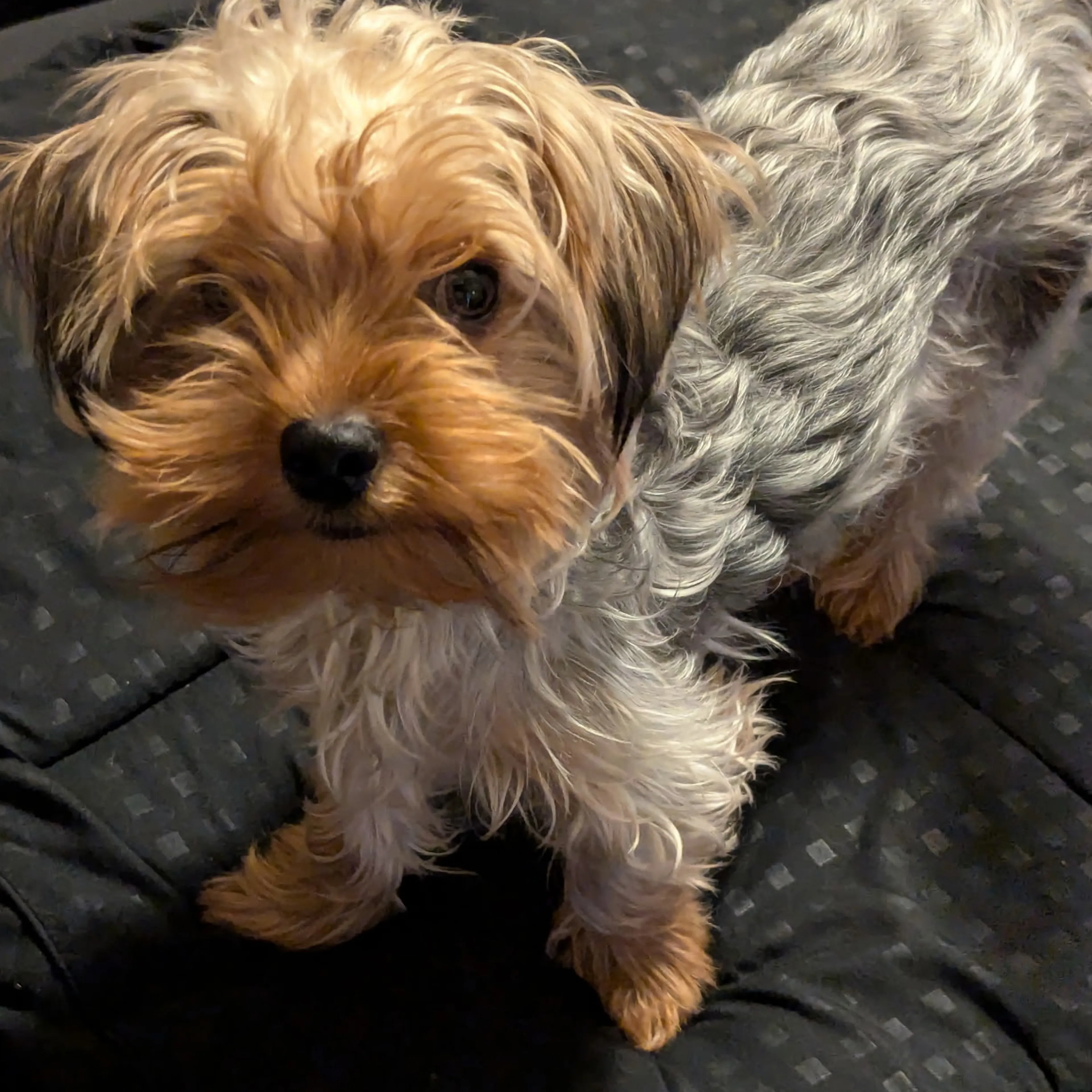 Lost pet-3