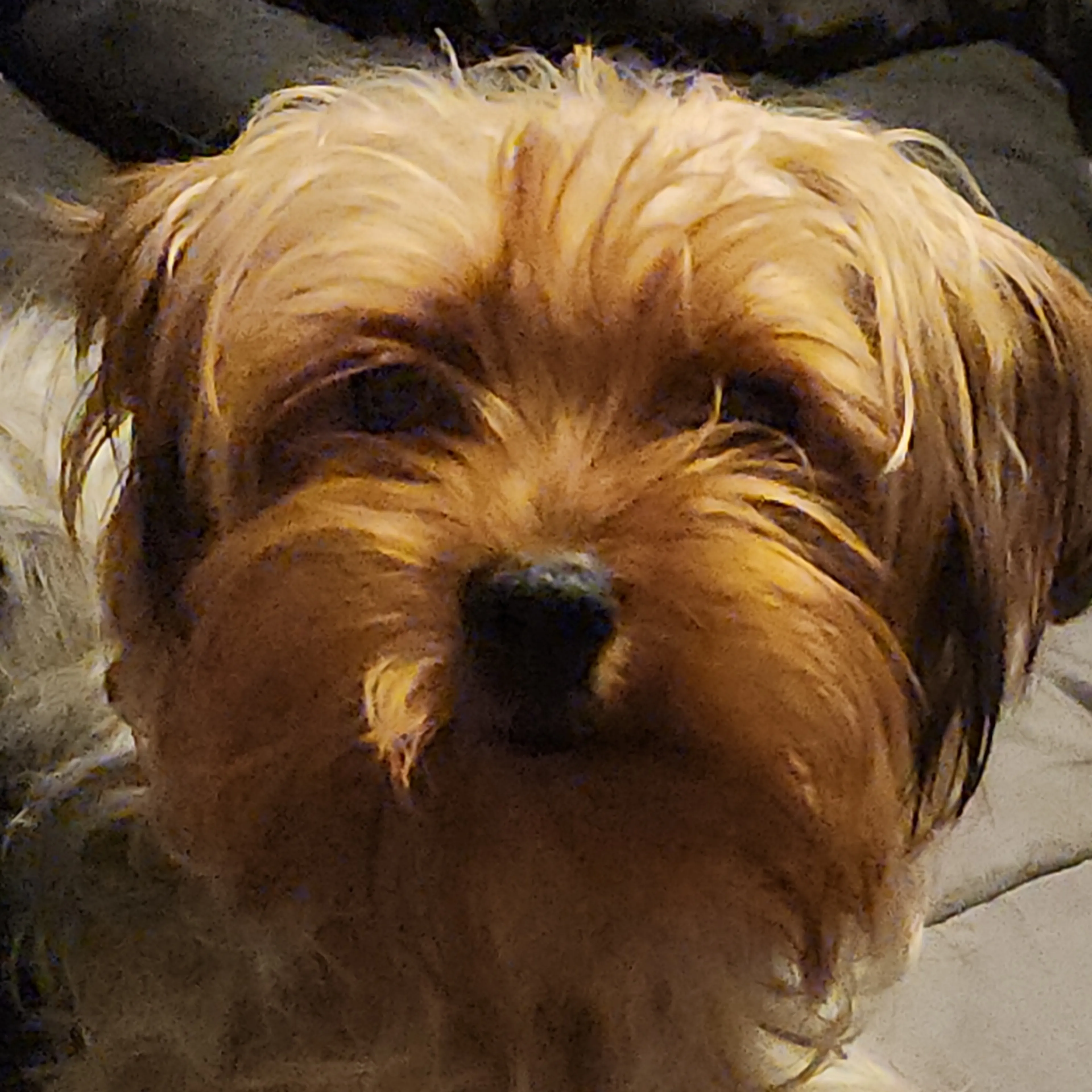 Lost pet-2