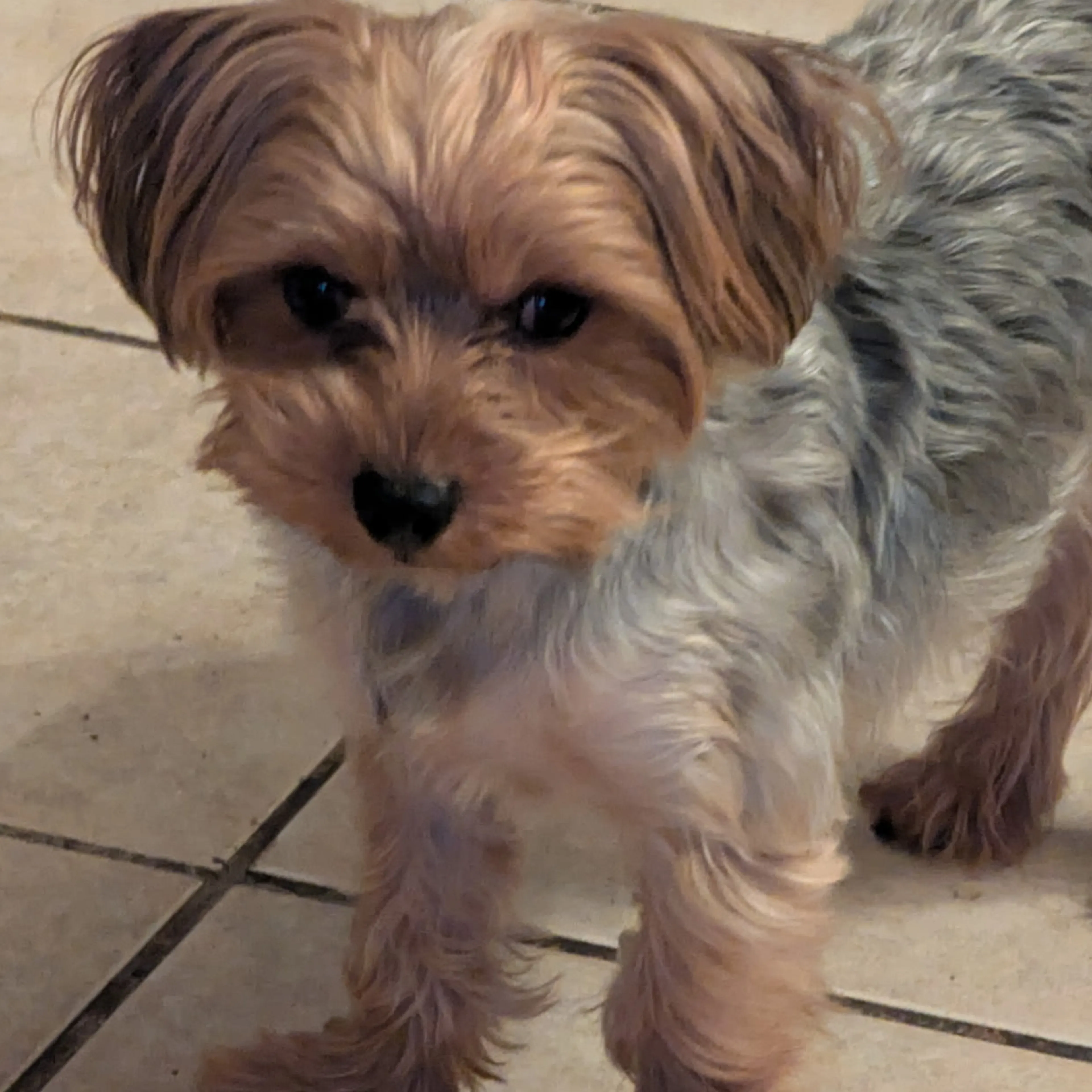 Lost pet-1
