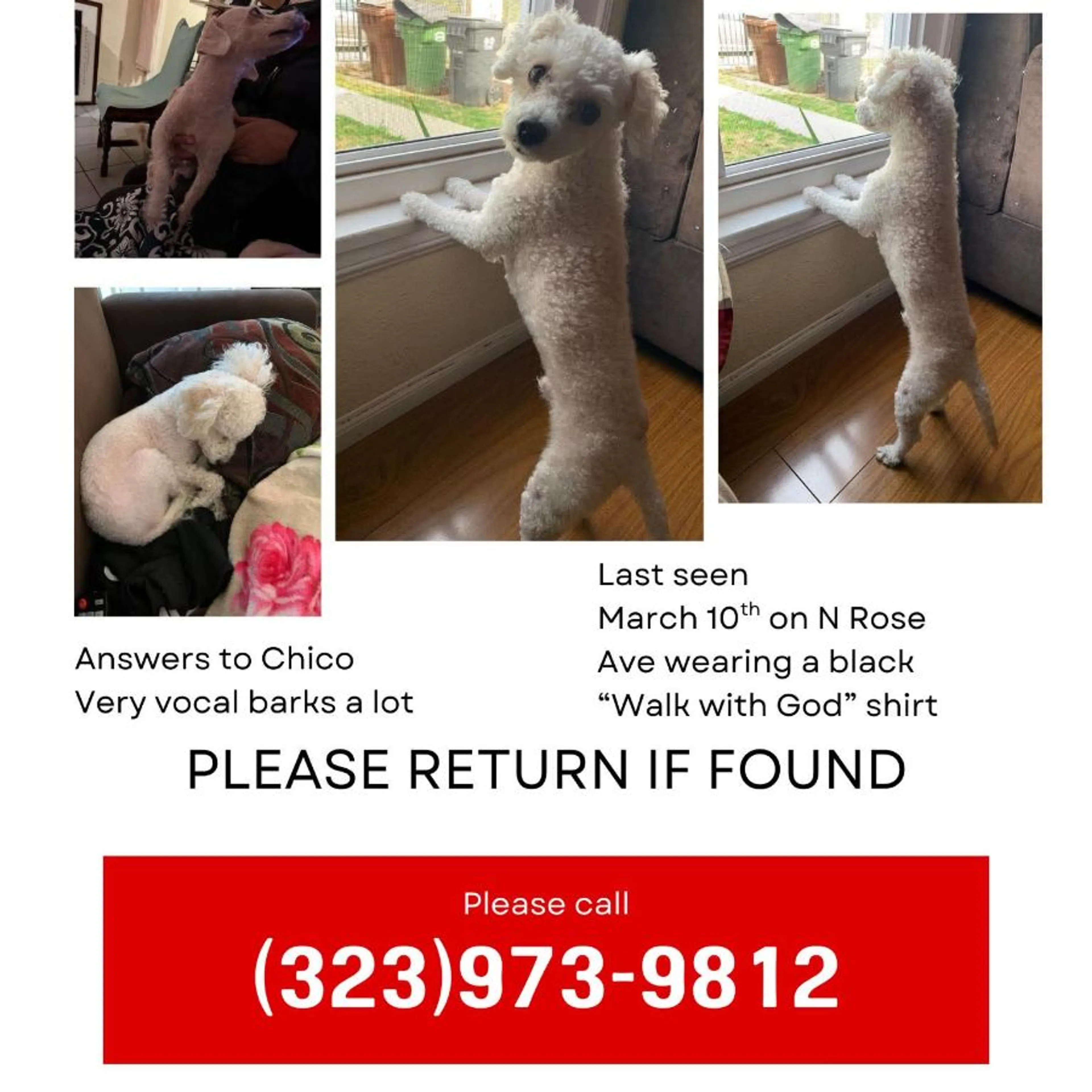 Lost pet