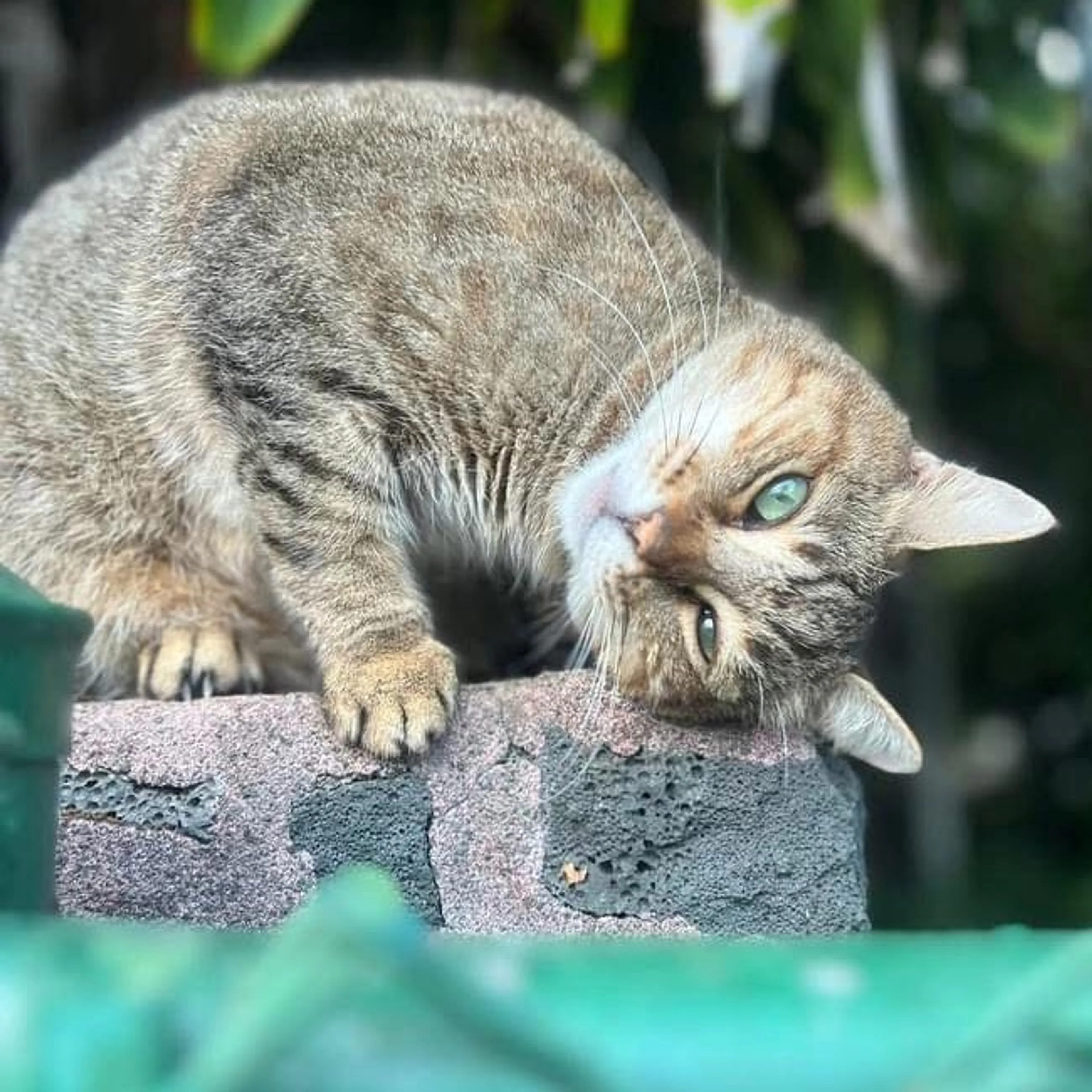 Lost pet