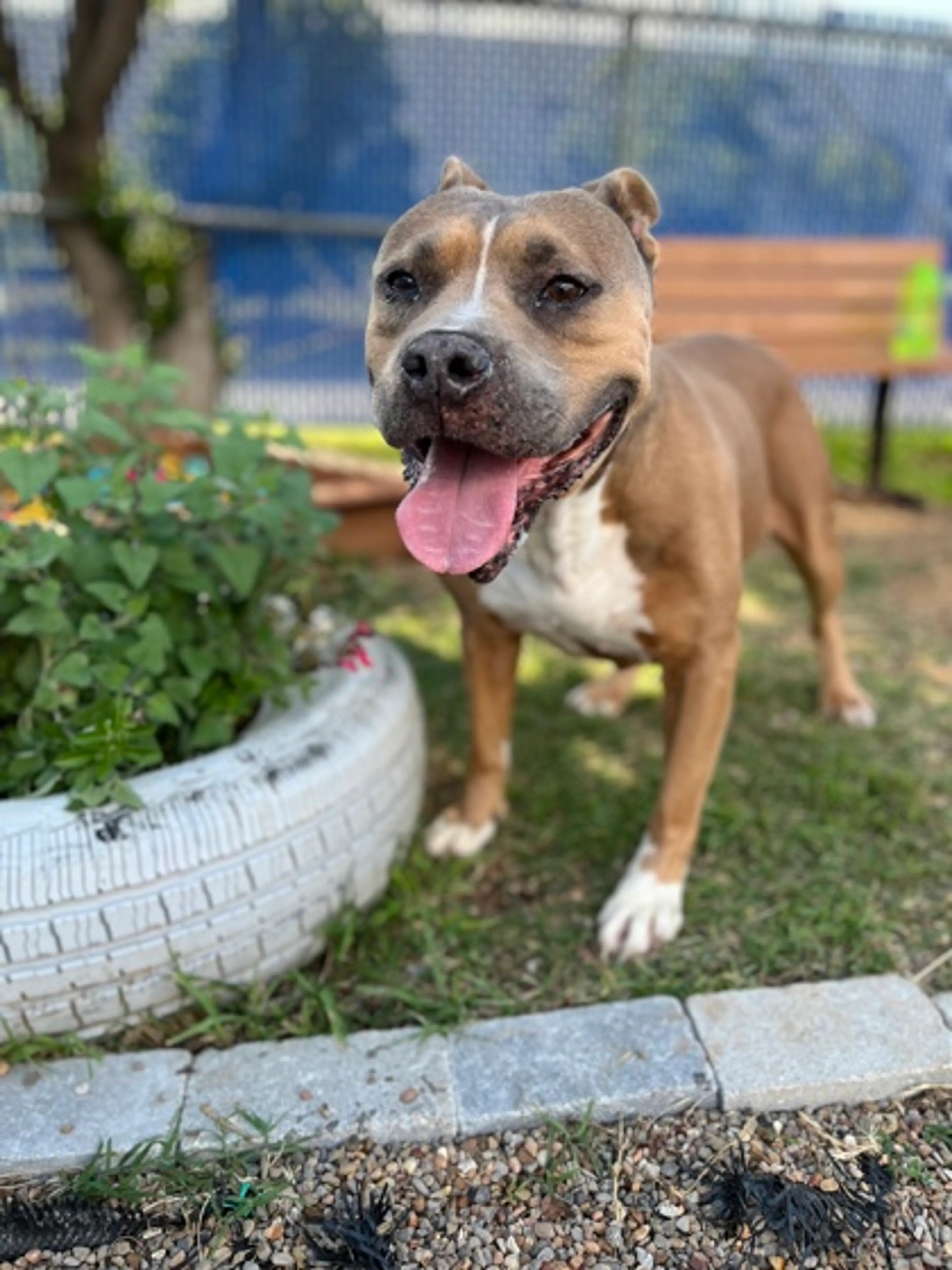 Found pet-1