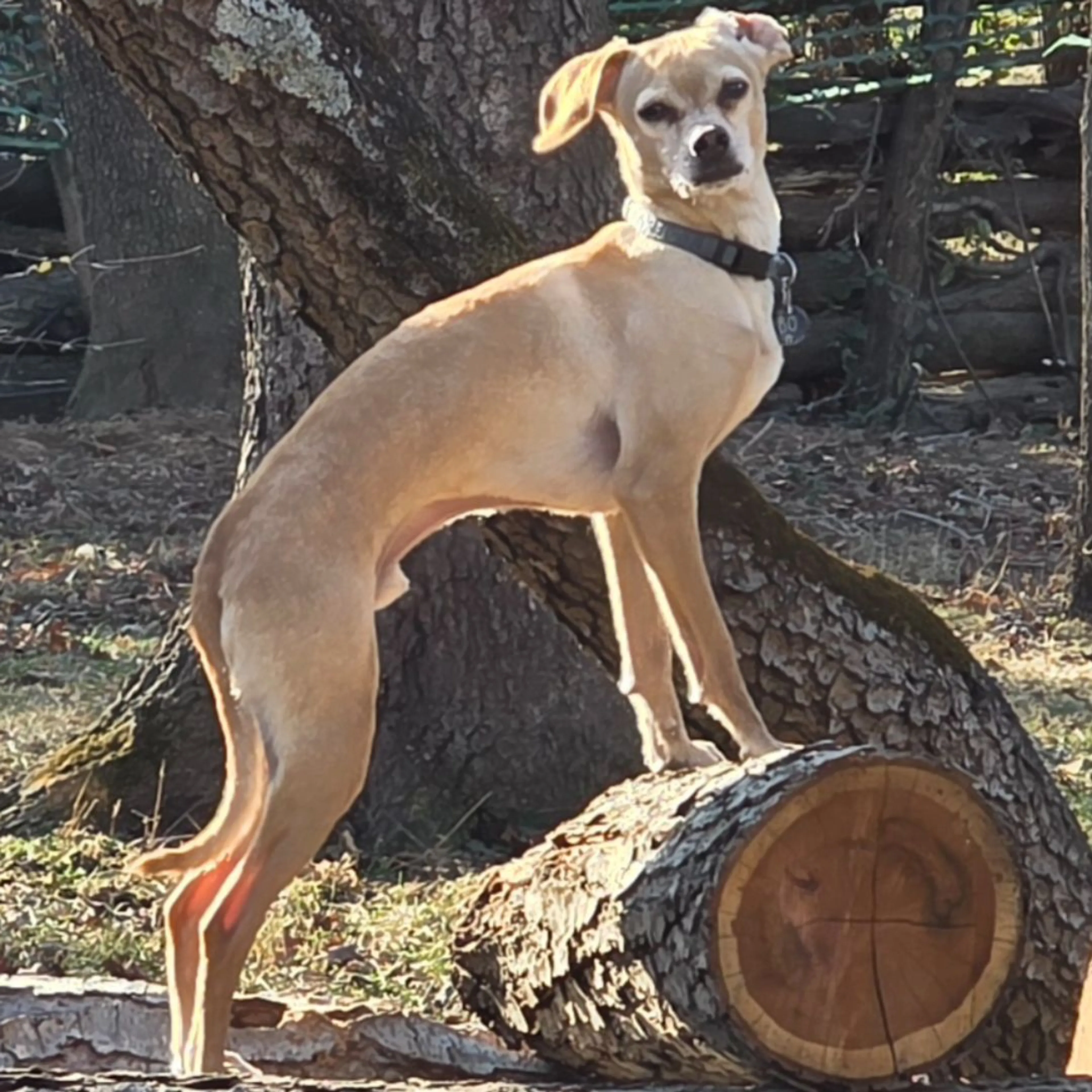 Lost pet