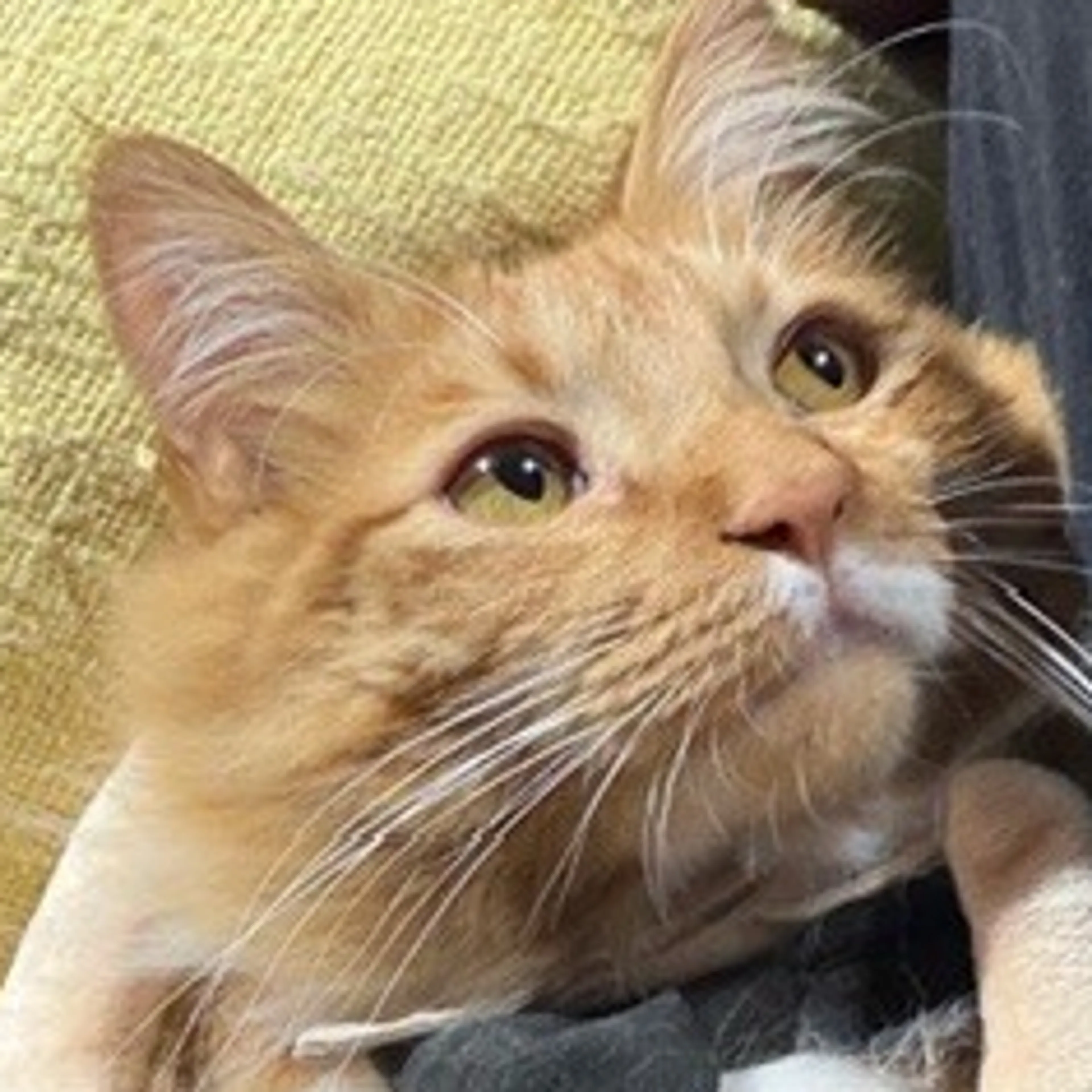 Lost pet-2