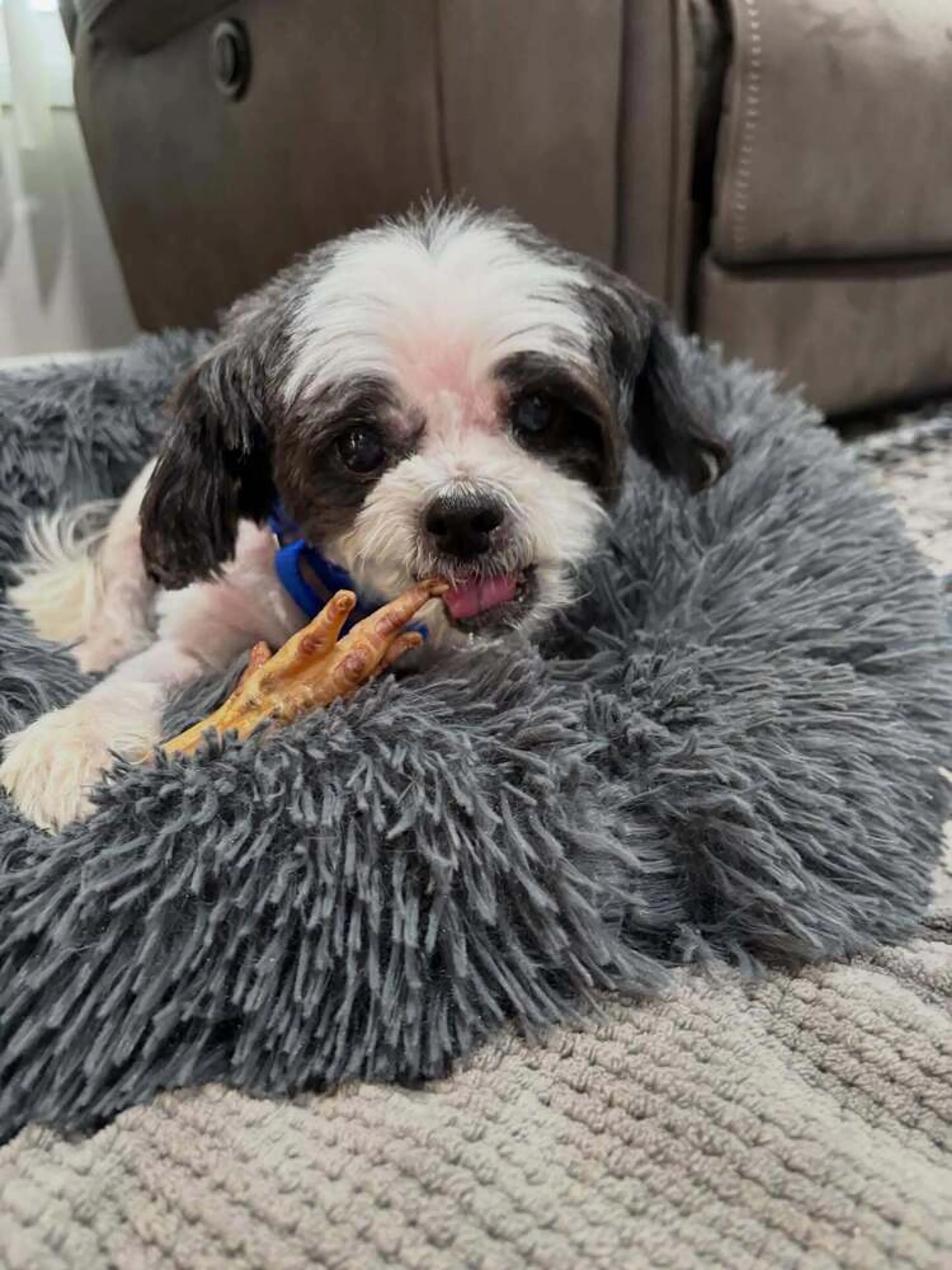 Found pet-2