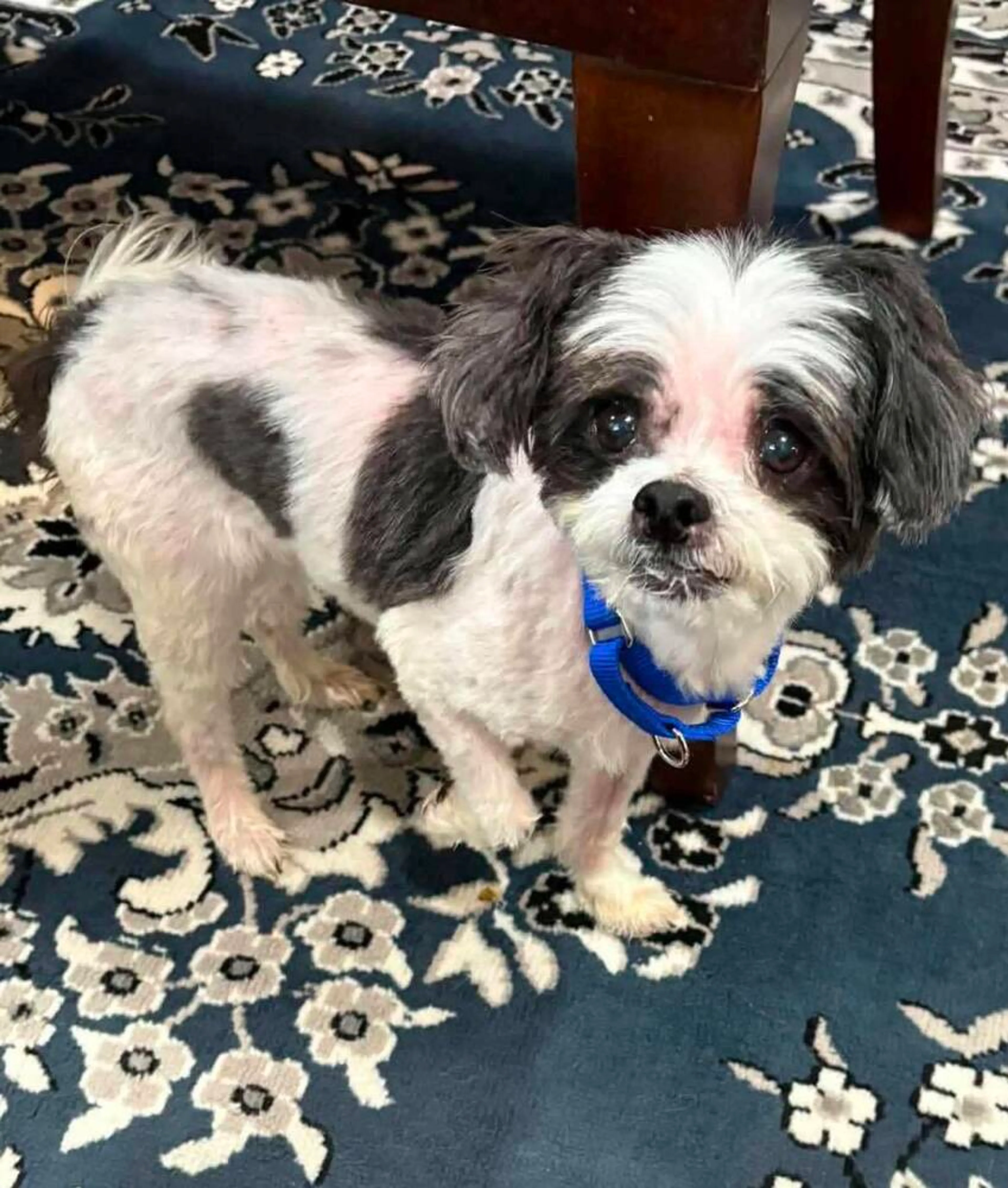 Found pet-1