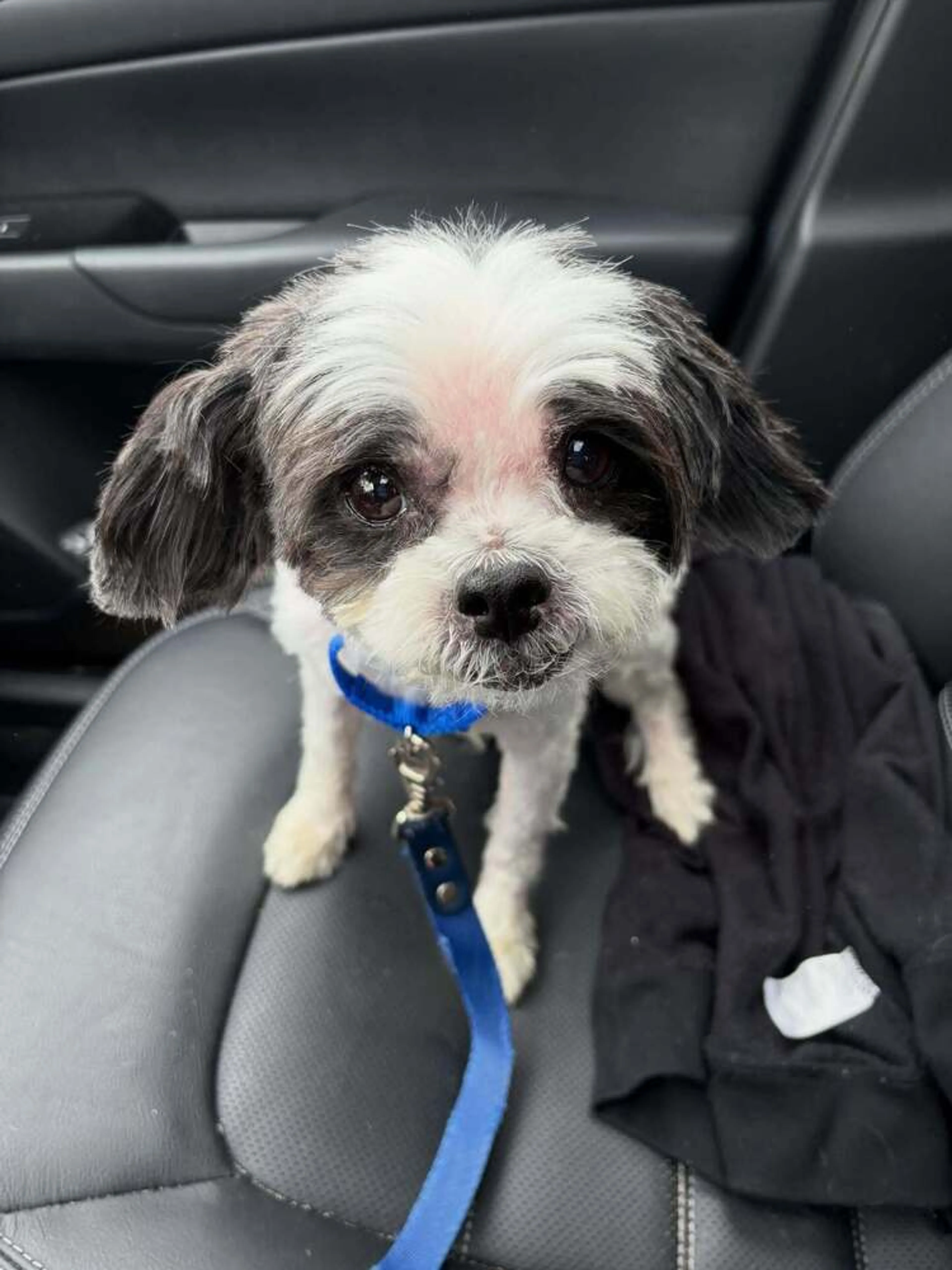 Found pet-3